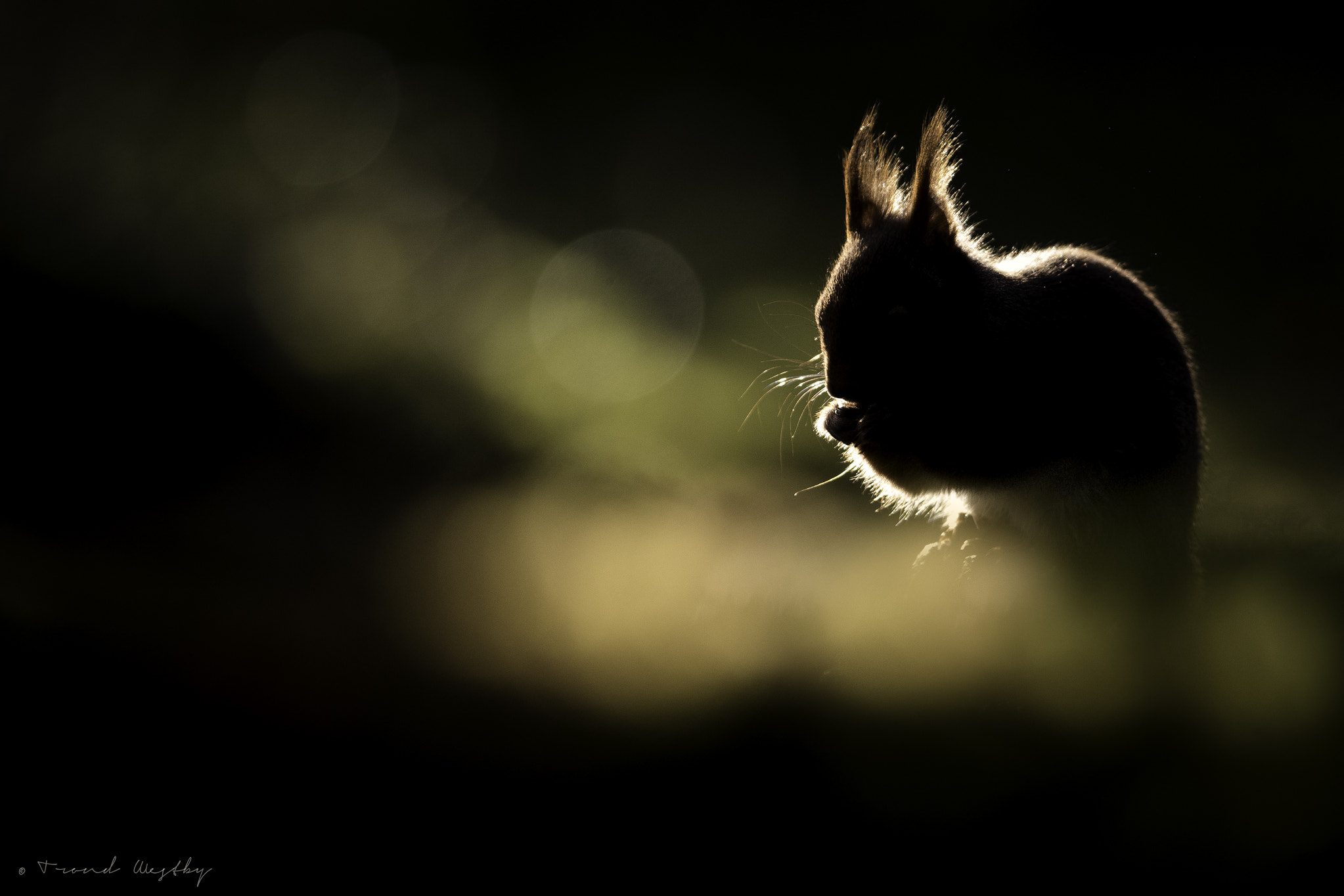 Nikon AF-S Nikkor 300mm F2.8G ED VR II sample photo. Red squirrel photography