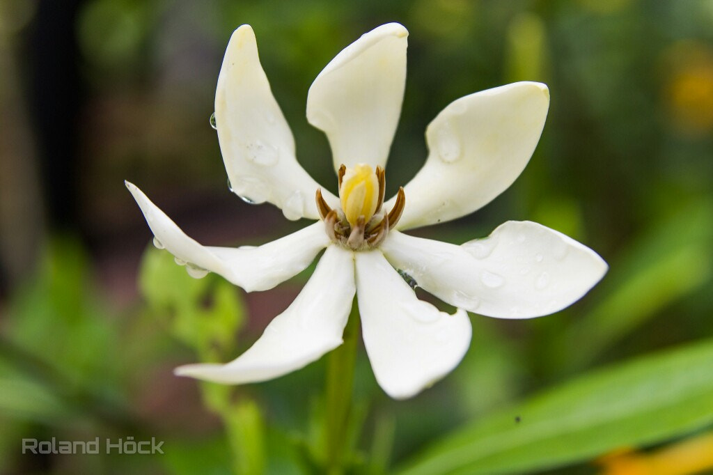 Tamron SP AF 17-50mm F2.8 XR Di II LD Aspherical (IF) sample photo. Flower in thailand photography