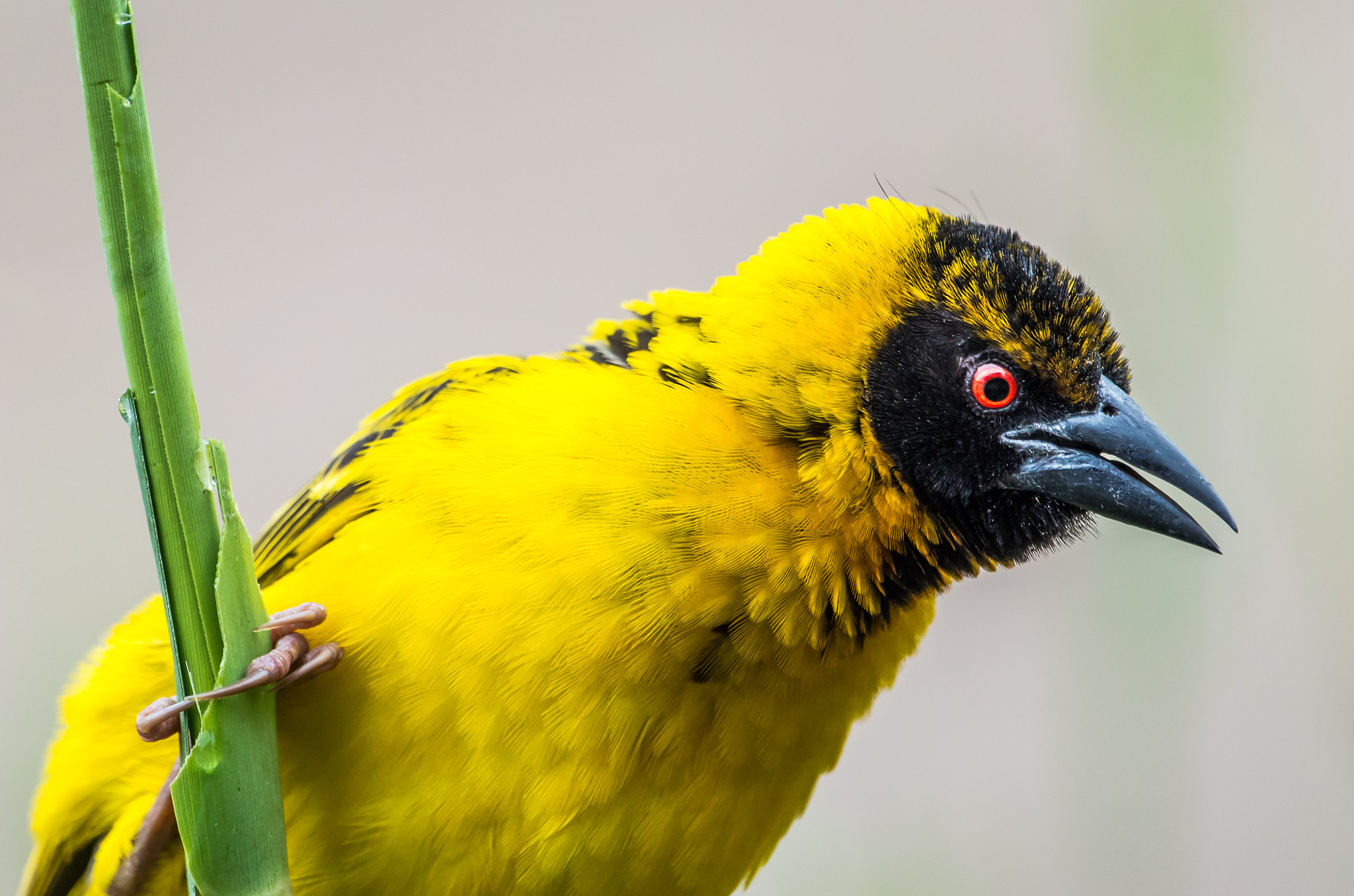 Pentax K-5 II sample photo. Yellow weaver bird photography