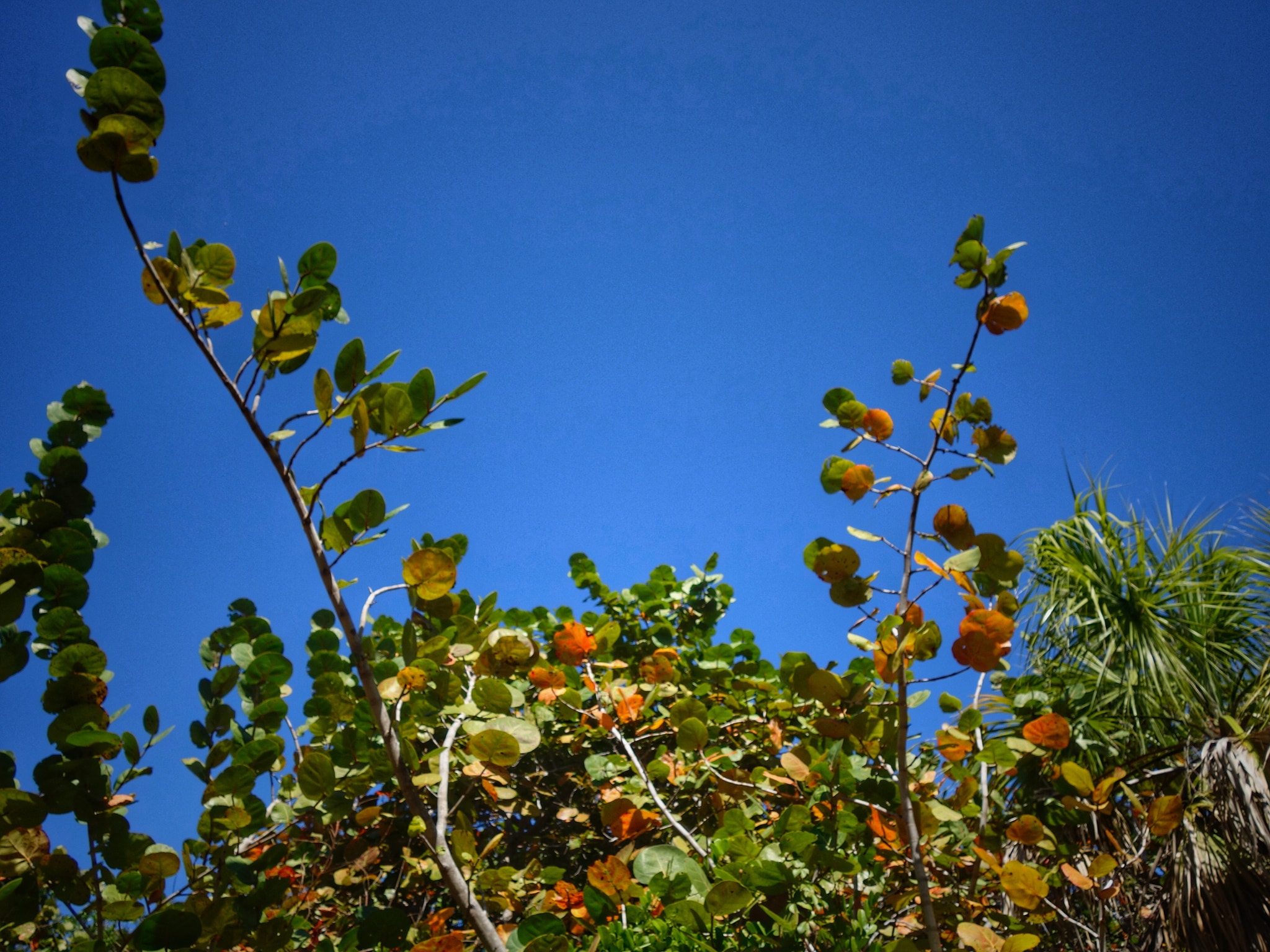 Sony 28-100mm F1.8-4.9 sample photo. Clear sky through the tropical foliage photography