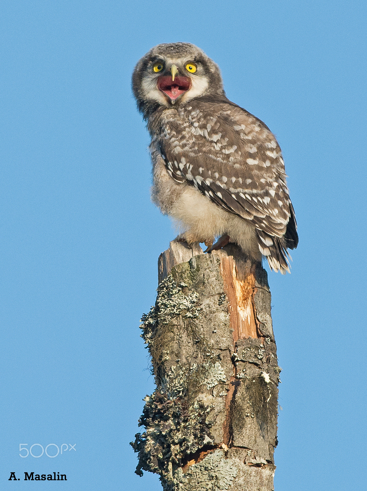 Nikon D7100 + Nikon AF-S Nikkor 300mm F4D ED-IF sample photo. Nothern hawk owl photography
