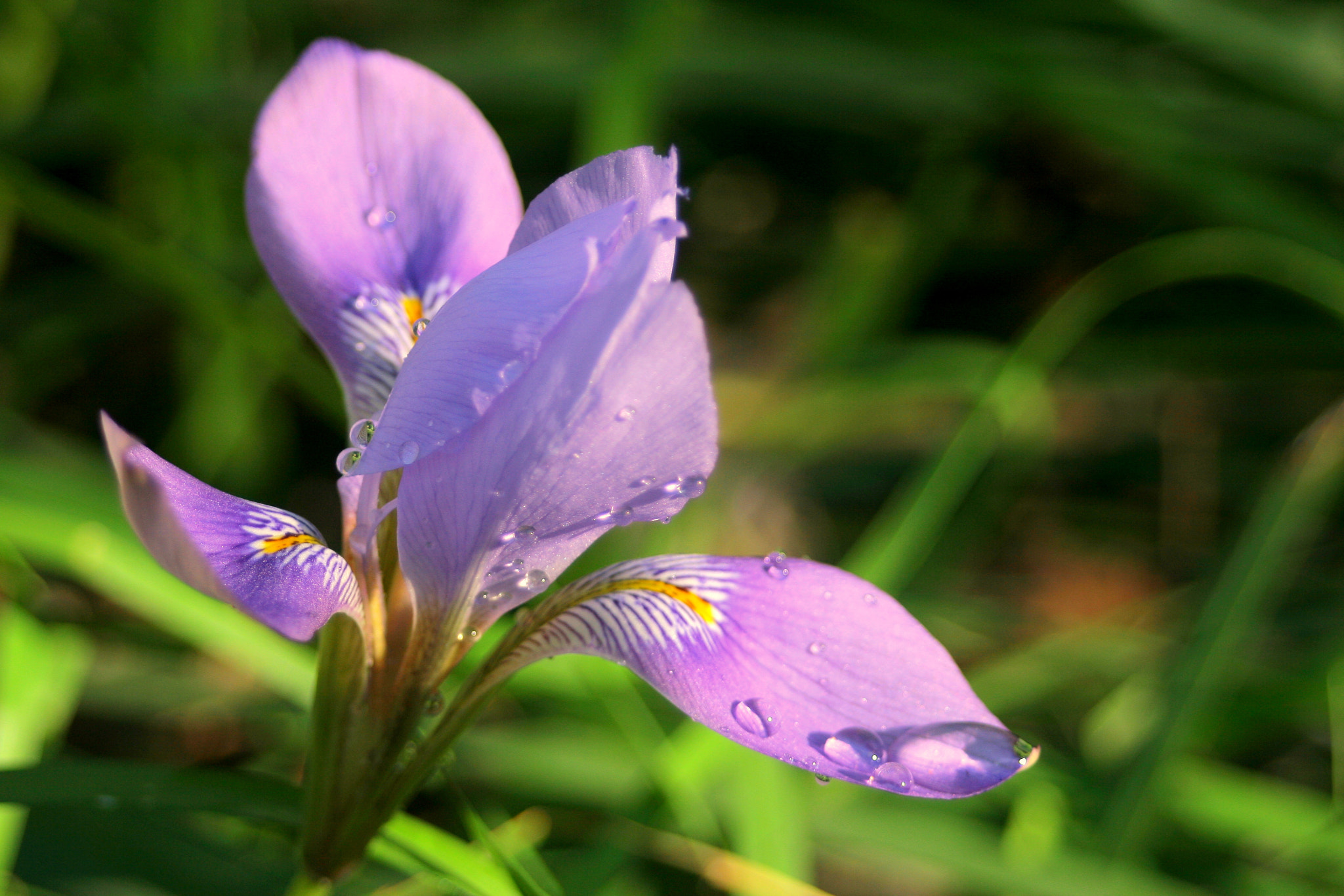 Canon EOS 400D (EOS Digital Rebel XTi / EOS Kiss Digital X) sample photo. Purple flower i photography