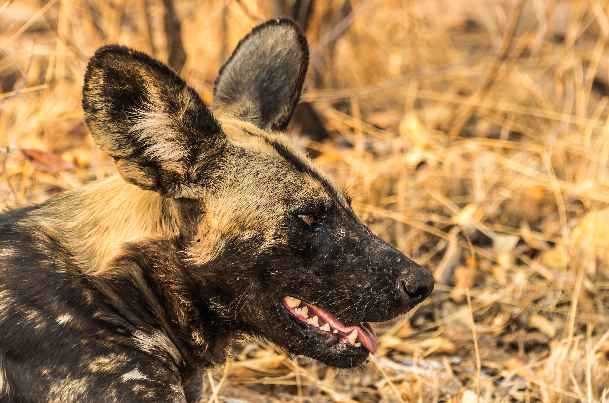 Pentax K-5 II sample photo. African wild dog closeup photography
