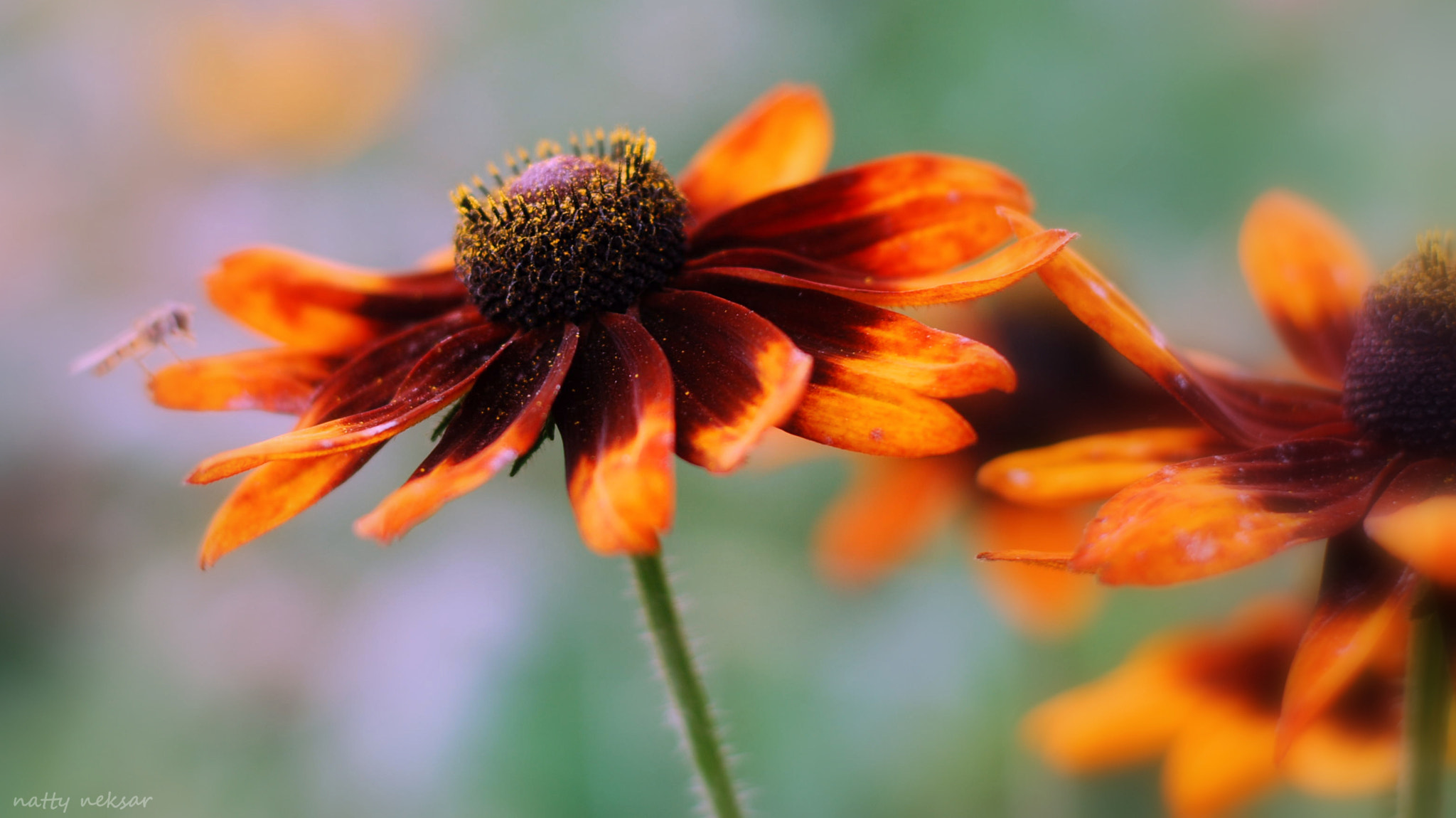 Nikon D60 + Nikon AF-S Nikkor 50mm F1.8G sample photo. Miss summer 2016 ... photography