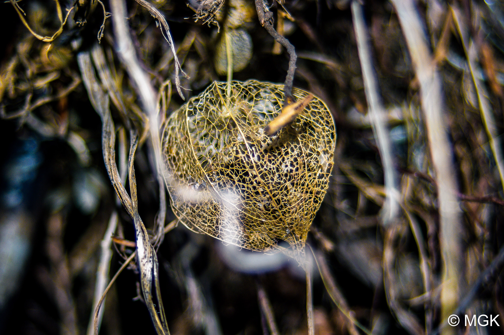 Pentax K-7 + smc PENTAX-F 35-70mm F3.5-4.5 sample photo. Golden cage photography