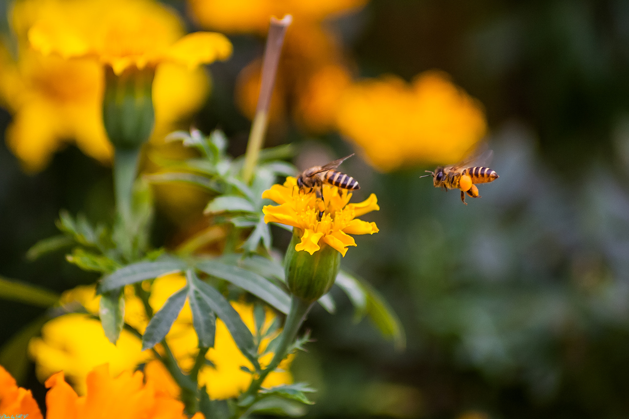 Canon EOS 5D + Canon EF 70-210mm f/4 sample photo. Img photography