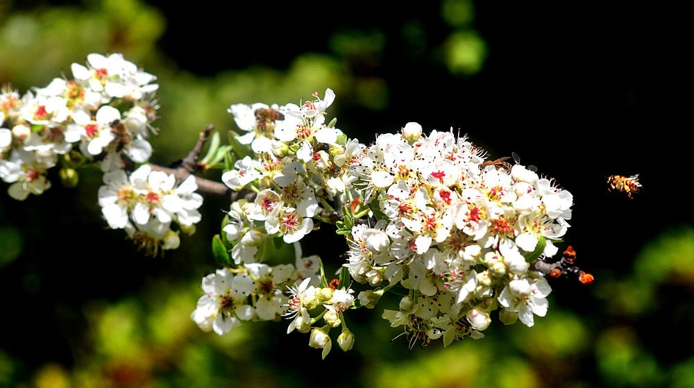 Nikon D7100 + Sigma 70-300mm F4-5.6 APO Macro Super II sample photo. Le printemps 17 - pyrus amygdaliformis photography