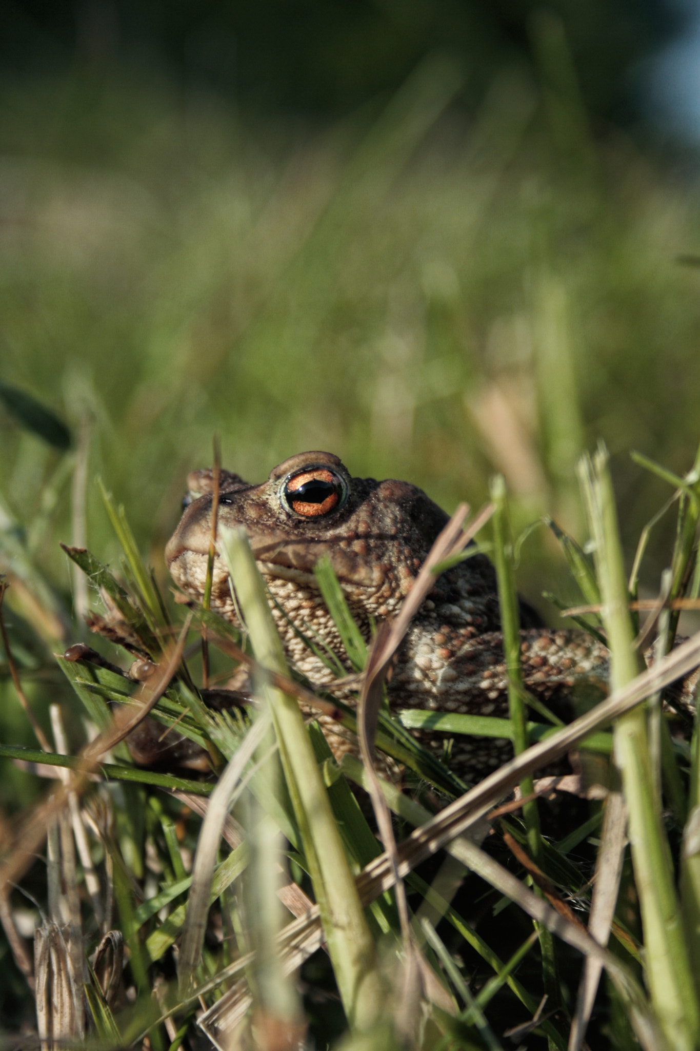 0.0 - 2.0 mm sample photo. Froggy photography