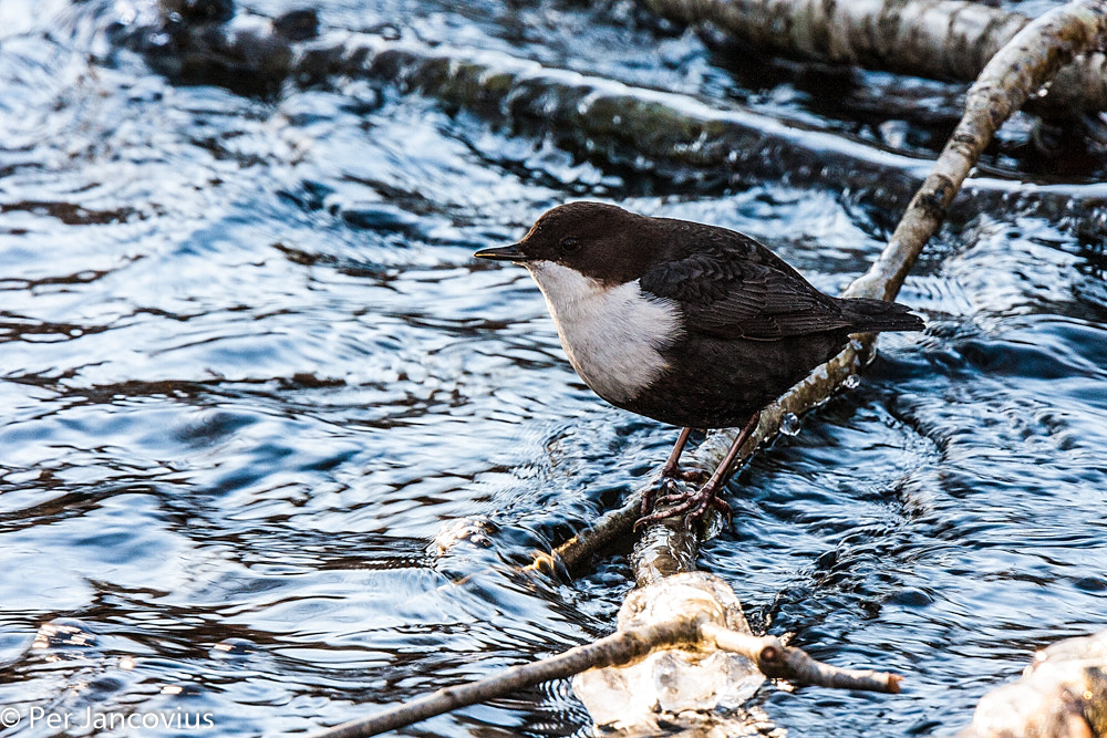 Canon EOS 40D + Tamron SP 150-600mm F5-6.3 Di VC USD sample photo. White-throated dipper photography