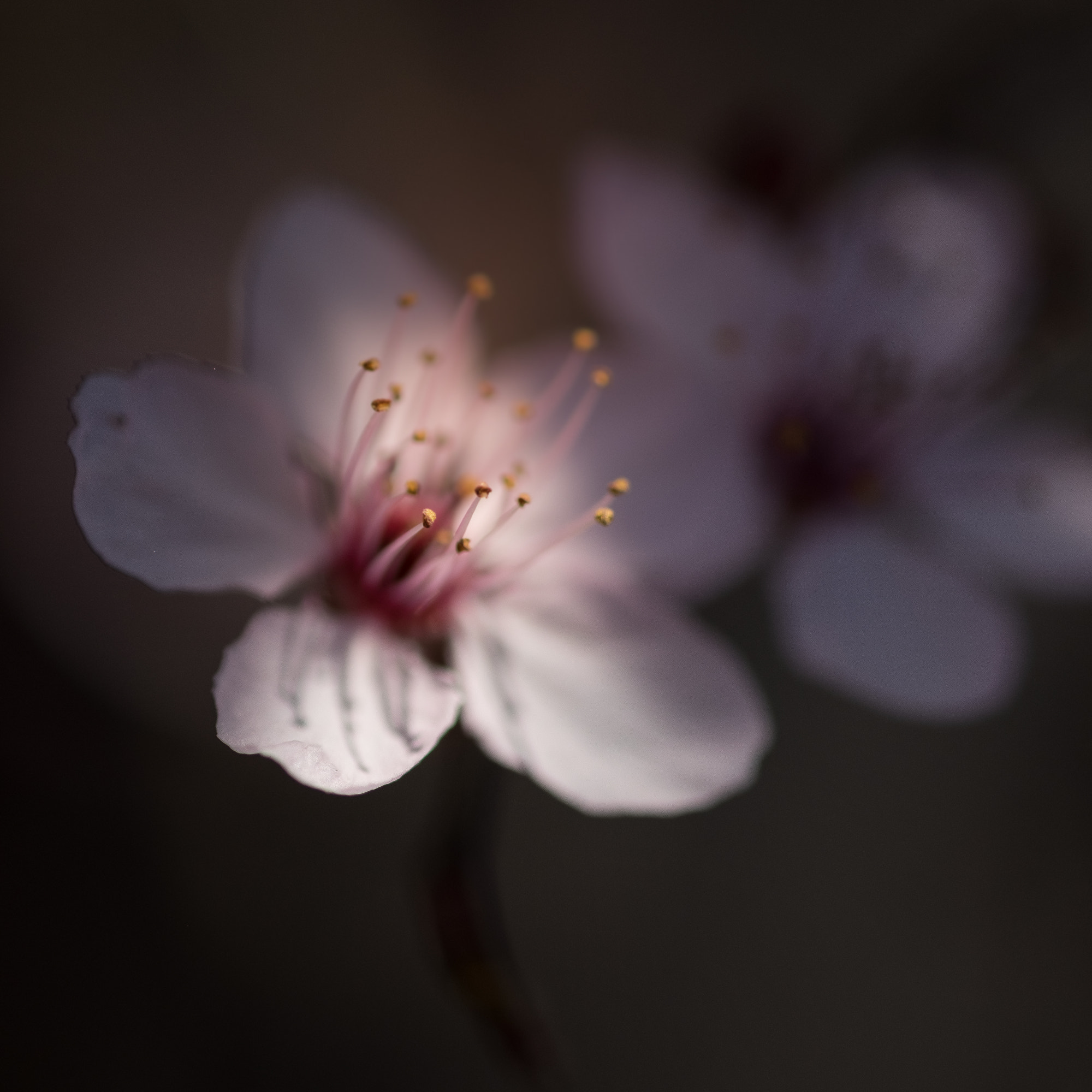 Fujifilm X-T1 + Fujifilm XF 60mm F2.4 R Macro sample photo. Delicatesse au jardin photography