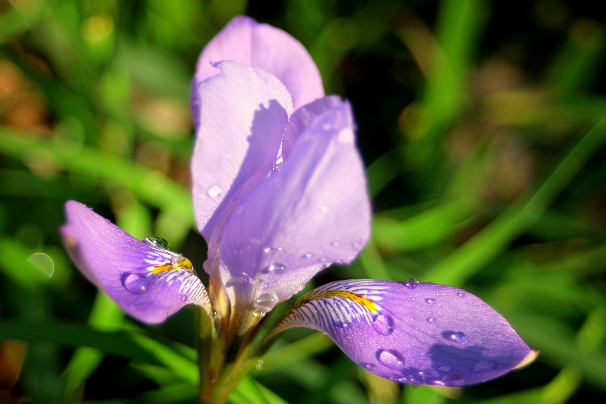 Canon EOS 400D (EOS Digital Rebel XTi / EOS Kiss Digital X) sample photo. Purple flower ii photography