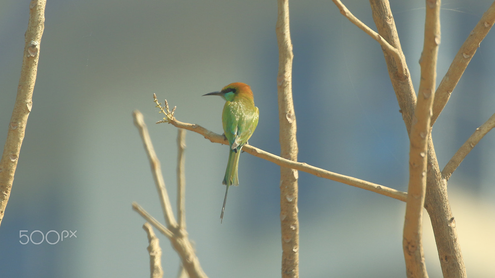 Canon EOS 500D (EOS Rebel T1i / EOS Kiss X3) + Canon EF 100-400mm F4.5-5.6L IS II USM sample photo. Green bee-eater photography