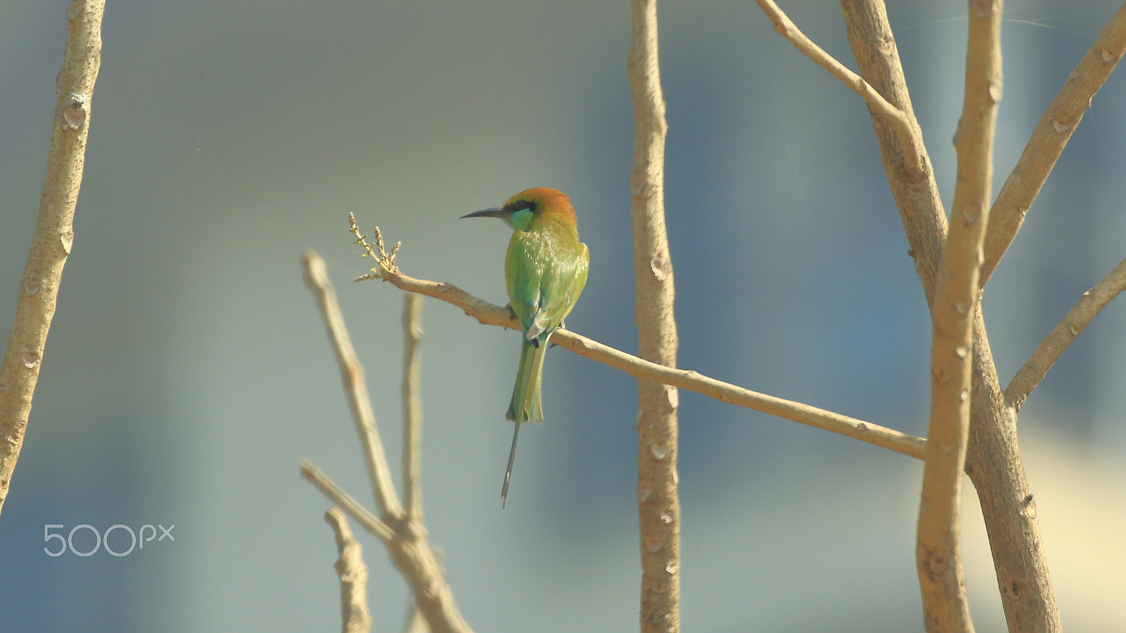 Canon EOS 500D (EOS Rebel T1i / EOS Kiss X3) sample photo. Green bee-eater photography