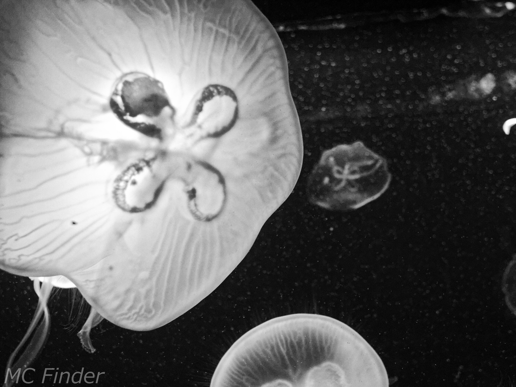 Olympus PEN E-P2 sample photo. Jellyfish in the dark photography