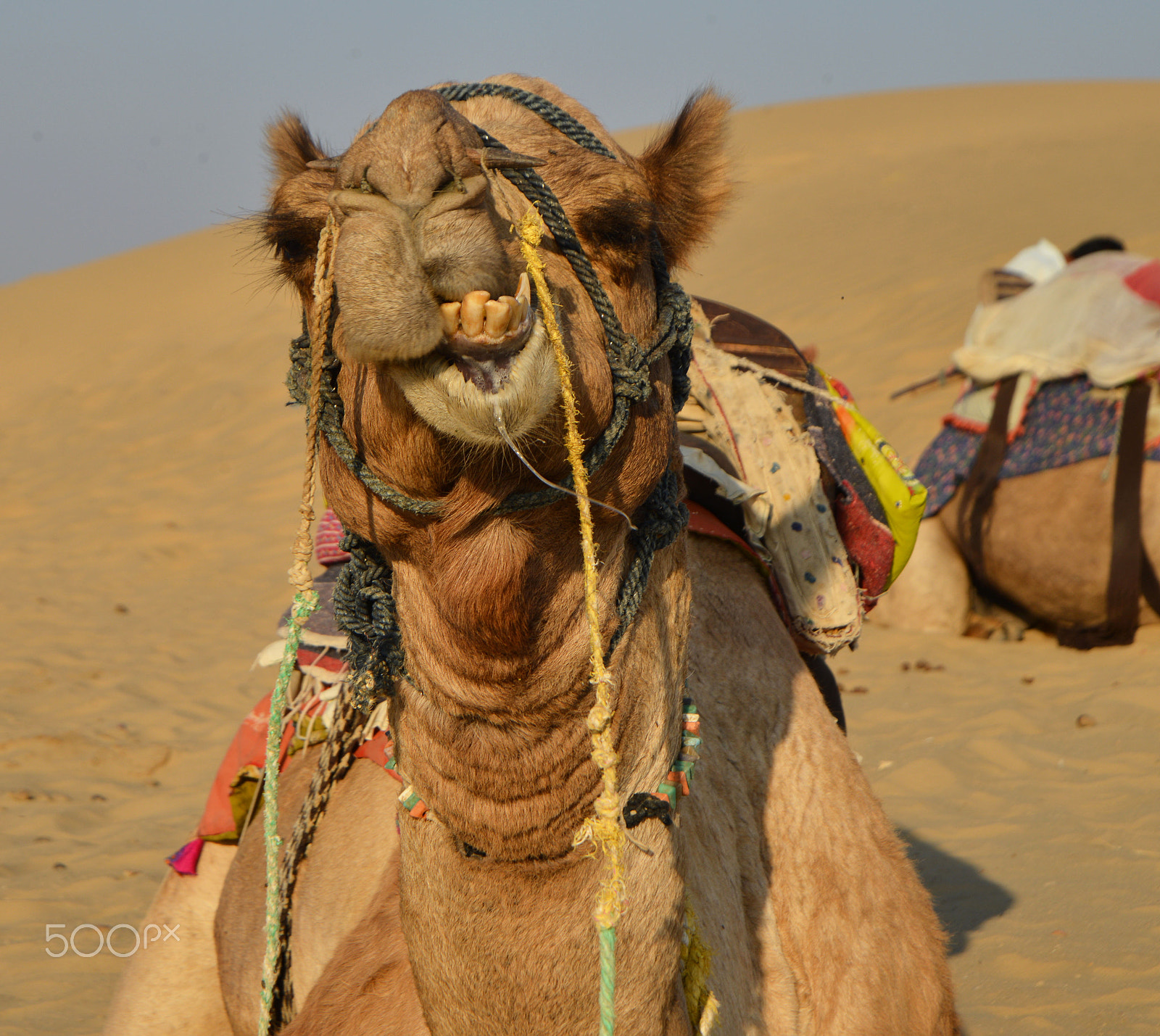 Nikon D800E + Nikon AF Nikkor 24-85mm F2.8-4D IF sample photo. Camel in desert close up rajasthan india photography