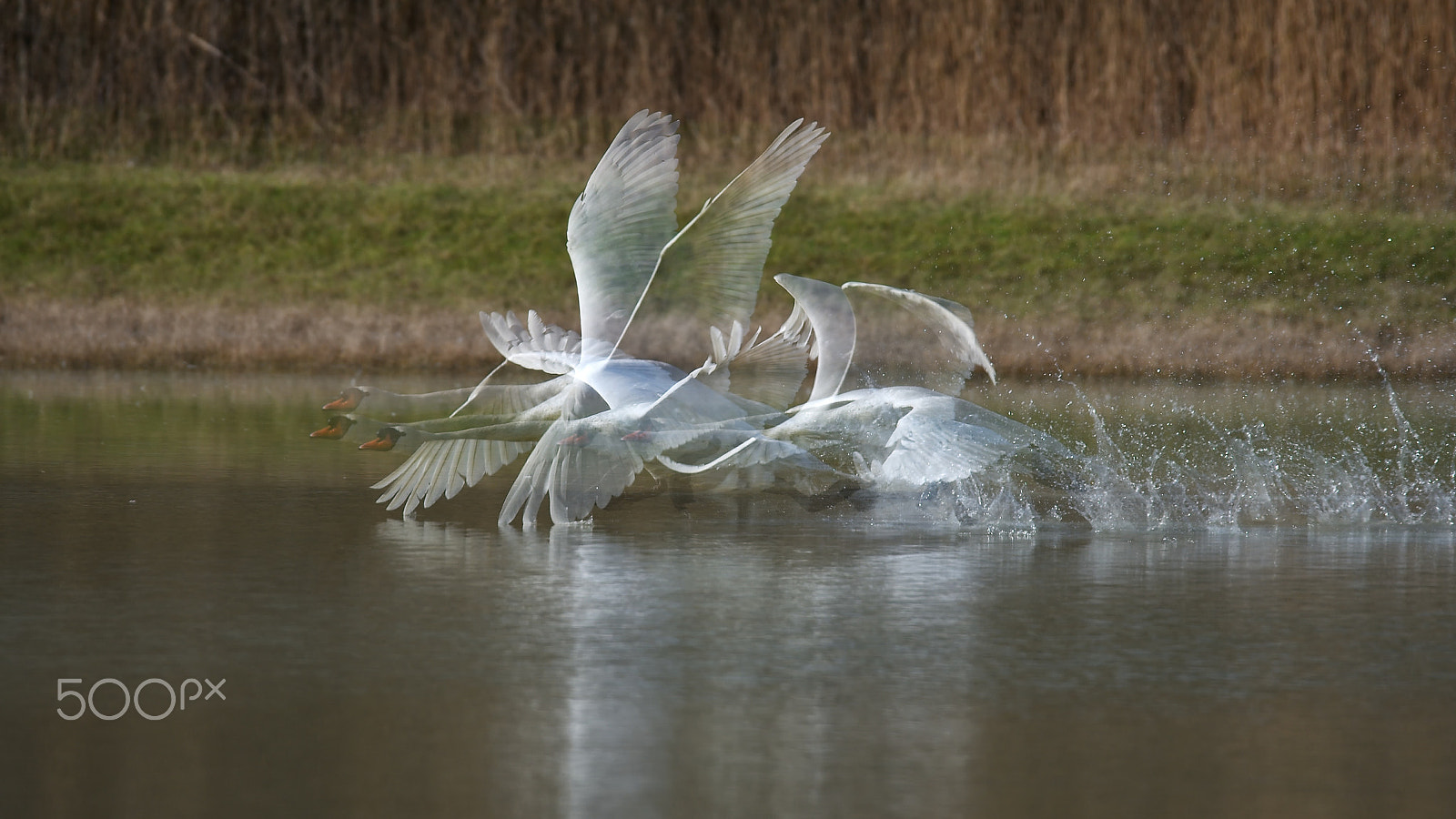 Nikon D500 + Sigma 150-600mm F5-6.3 DG OS HSM | S sample photo. My way photography