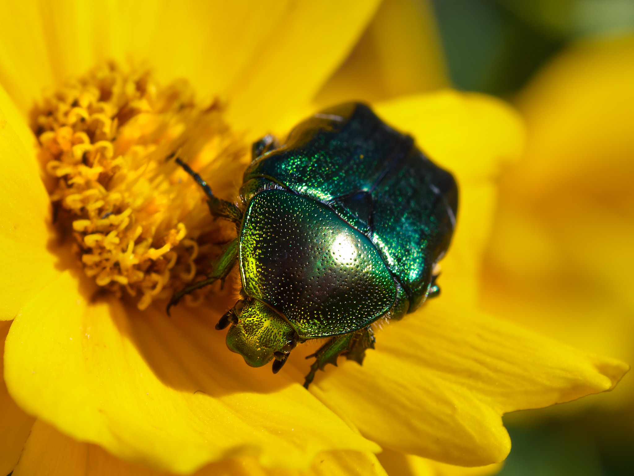 Canon EOS 550D (EOS Rebel T2i / EOS Kiss X4) + Canon EF 50mm F1.4 USM sample photo. Green rose chafer photography
