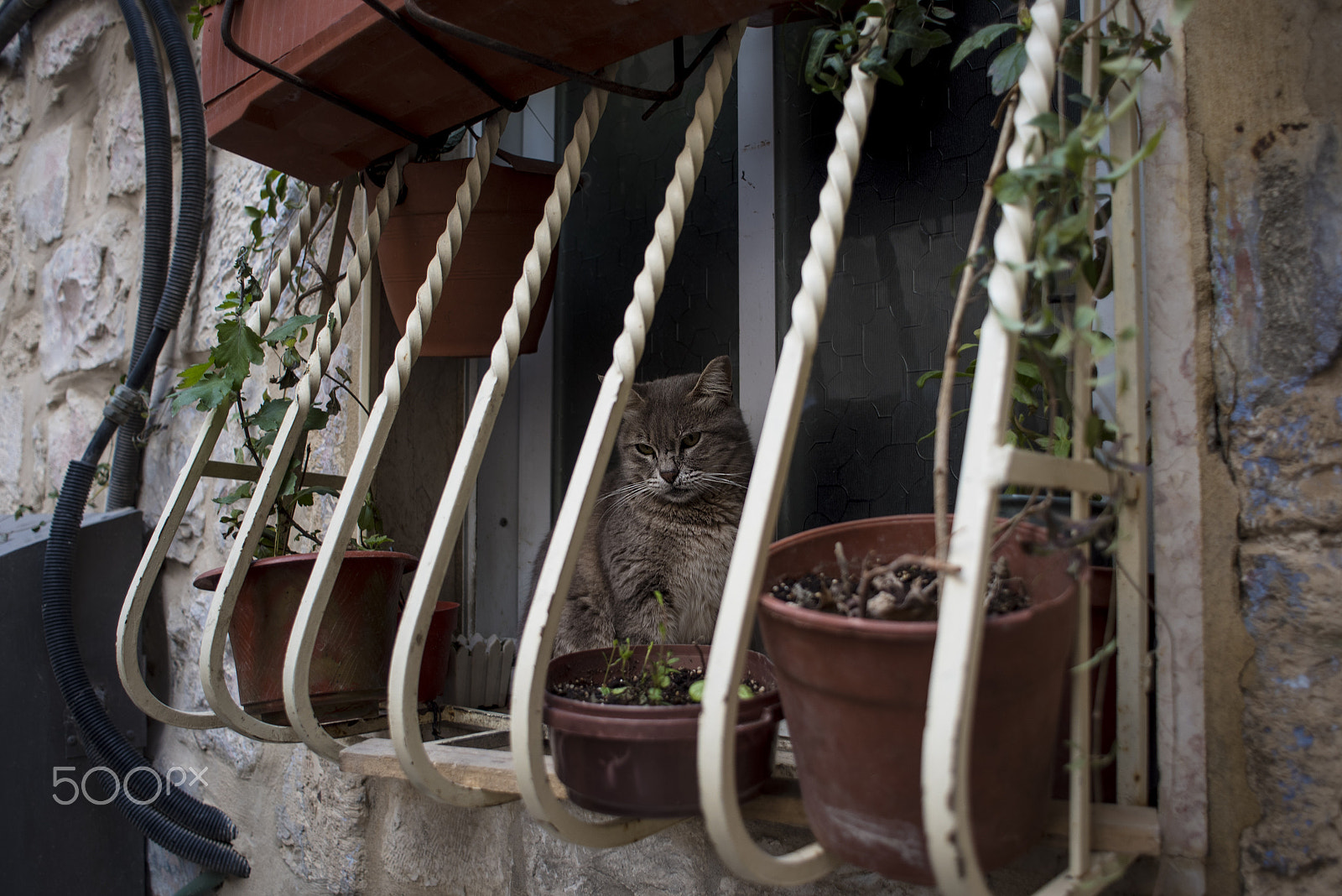 Nikon AF Nikkor 24mm F2.8D sample photo. Cat photography