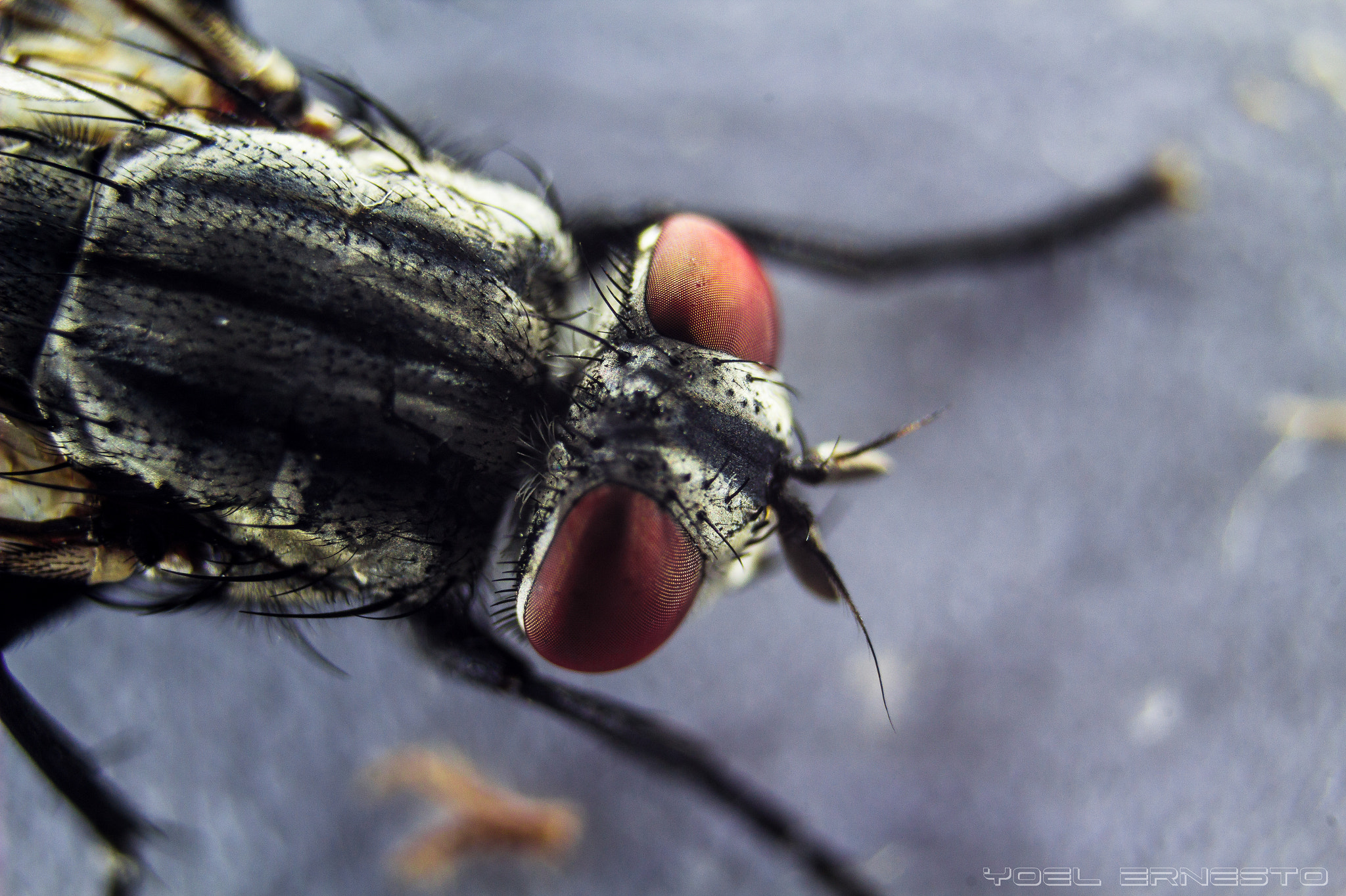 Canon EF 35-80mm f/4-5.6 sample photo. Macro photography