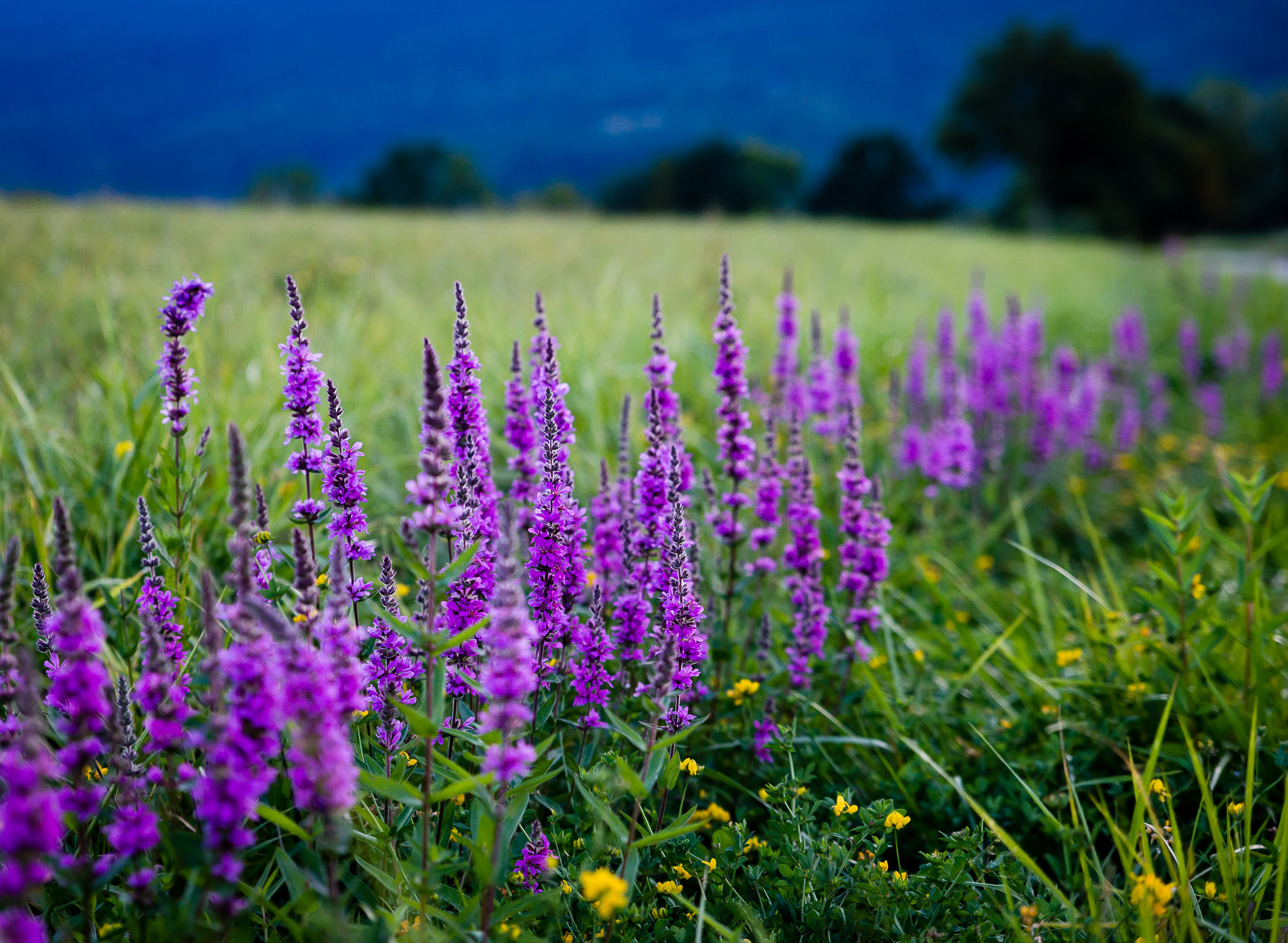 Tamron SP 24-70mm F2.8 Di VC USD sample photo. Flowers at sunset. photography
