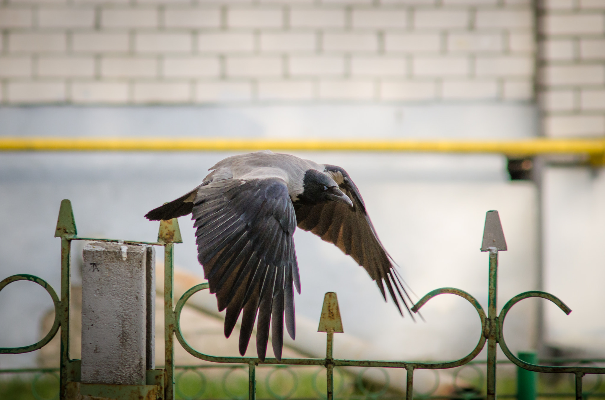 AF Zoom-Nikkor 70-210mm f/4 sample photo