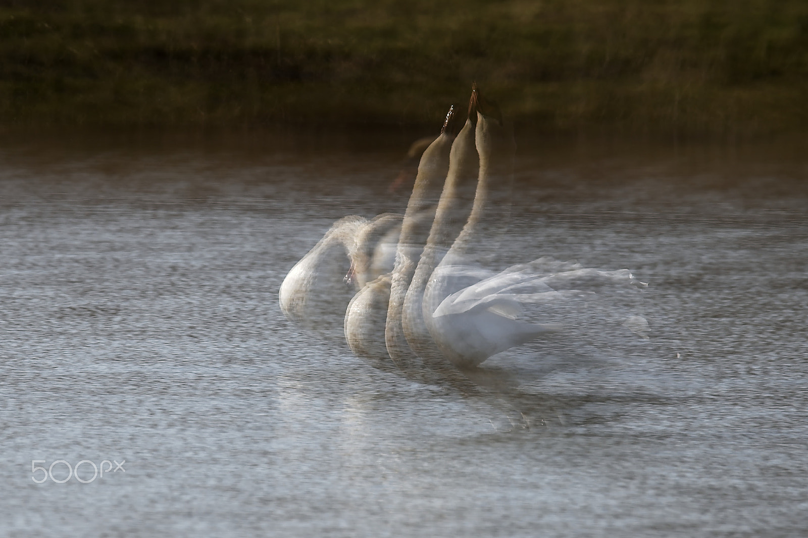 Sigma 150-600mm F5-6.3 DG OS HSM | S sample photo. My way photography