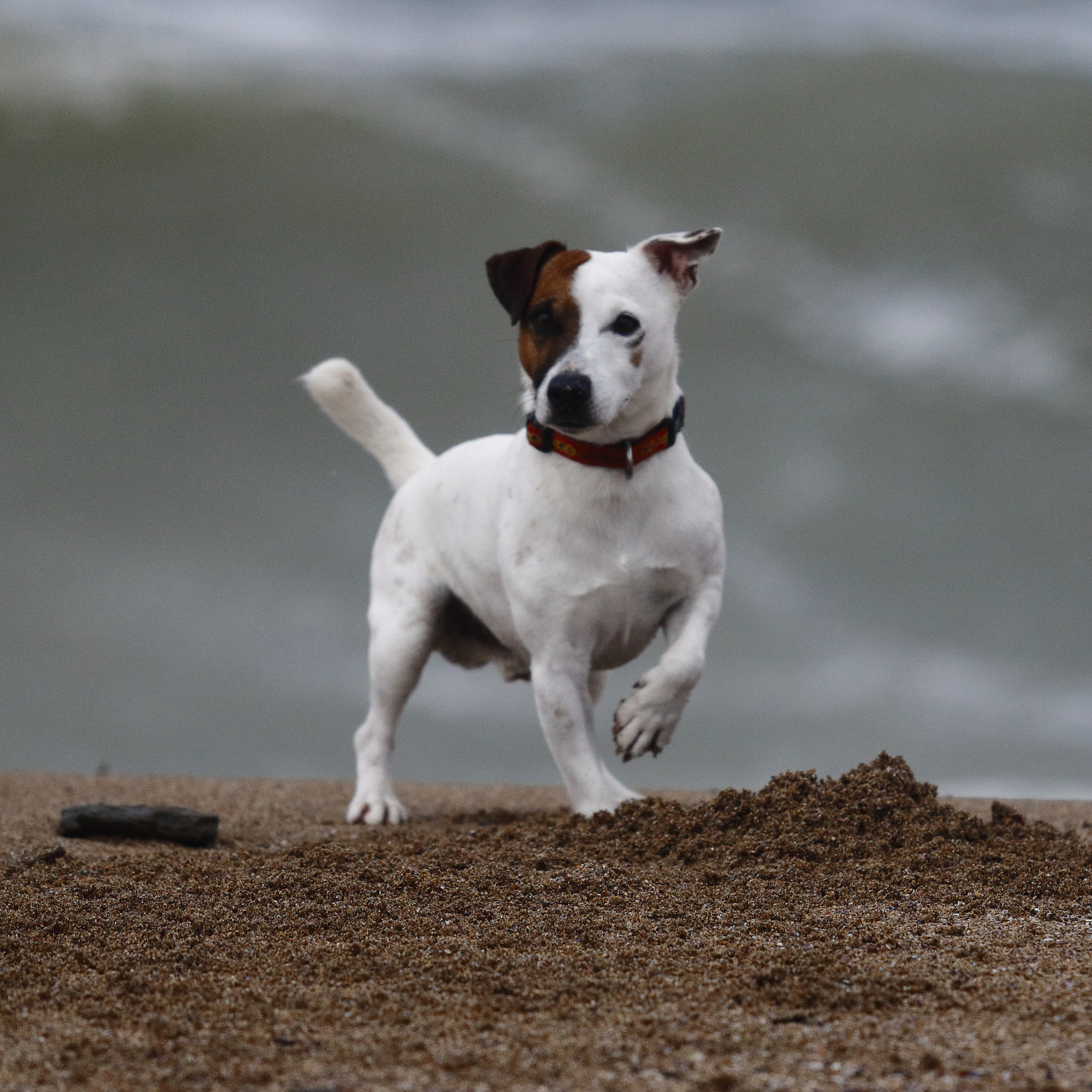 Canon EOS 70D + Canon EF 70-200mm F4L IS USM sample photo. Dog photography