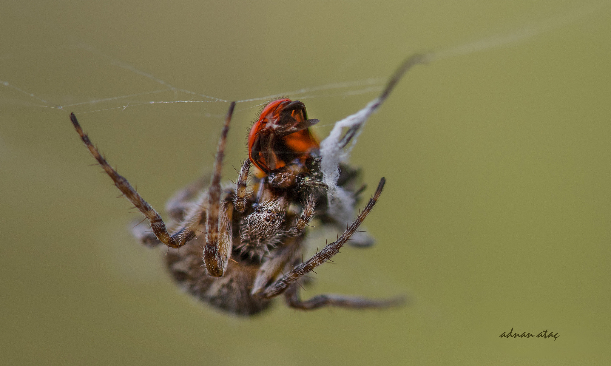 Nikon D5 + Nikon AF-S Micro-Nikkor 105mm F2.8G IF-ED VR sample photo. Bahçe örümceği (araneus diadematus, garden spider) ve uğur böceği (coccinella septempunctata) photography