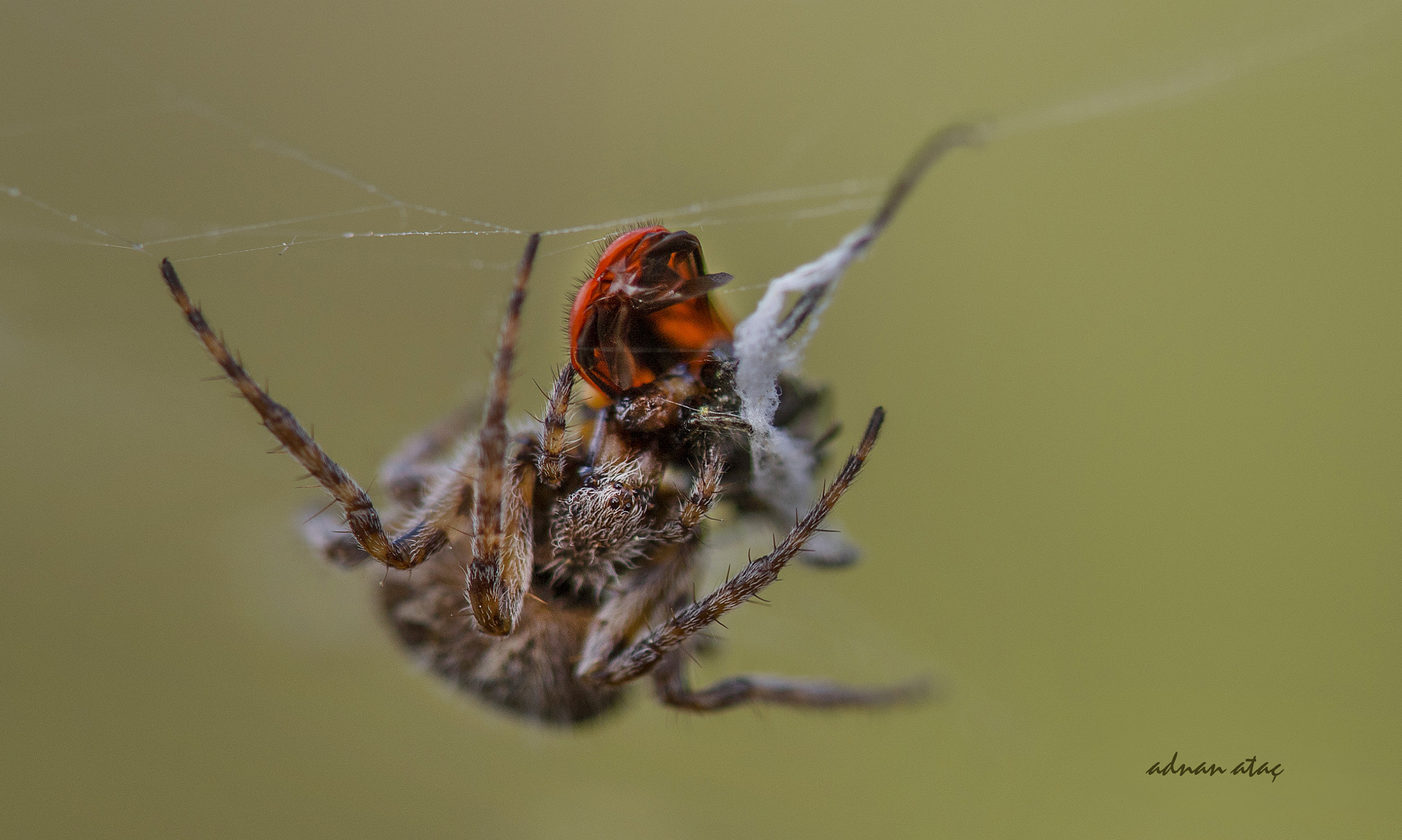 Nikon AF-S Micro-Nikkor 105mm F2.8G IF-ED VR sample photo. Bahçe örümceği (araneus diadematus, garden spider) ve uğur böceği (coccinella septempunctata) photography