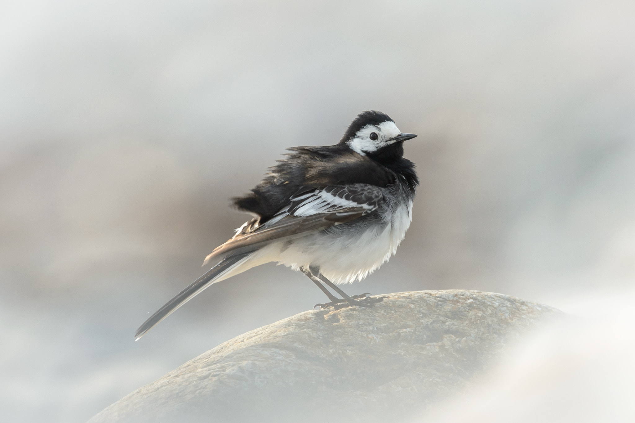 Nikon AF-S Nikkor 500mm F4D ED-IF II sample photo. White wagtail photography