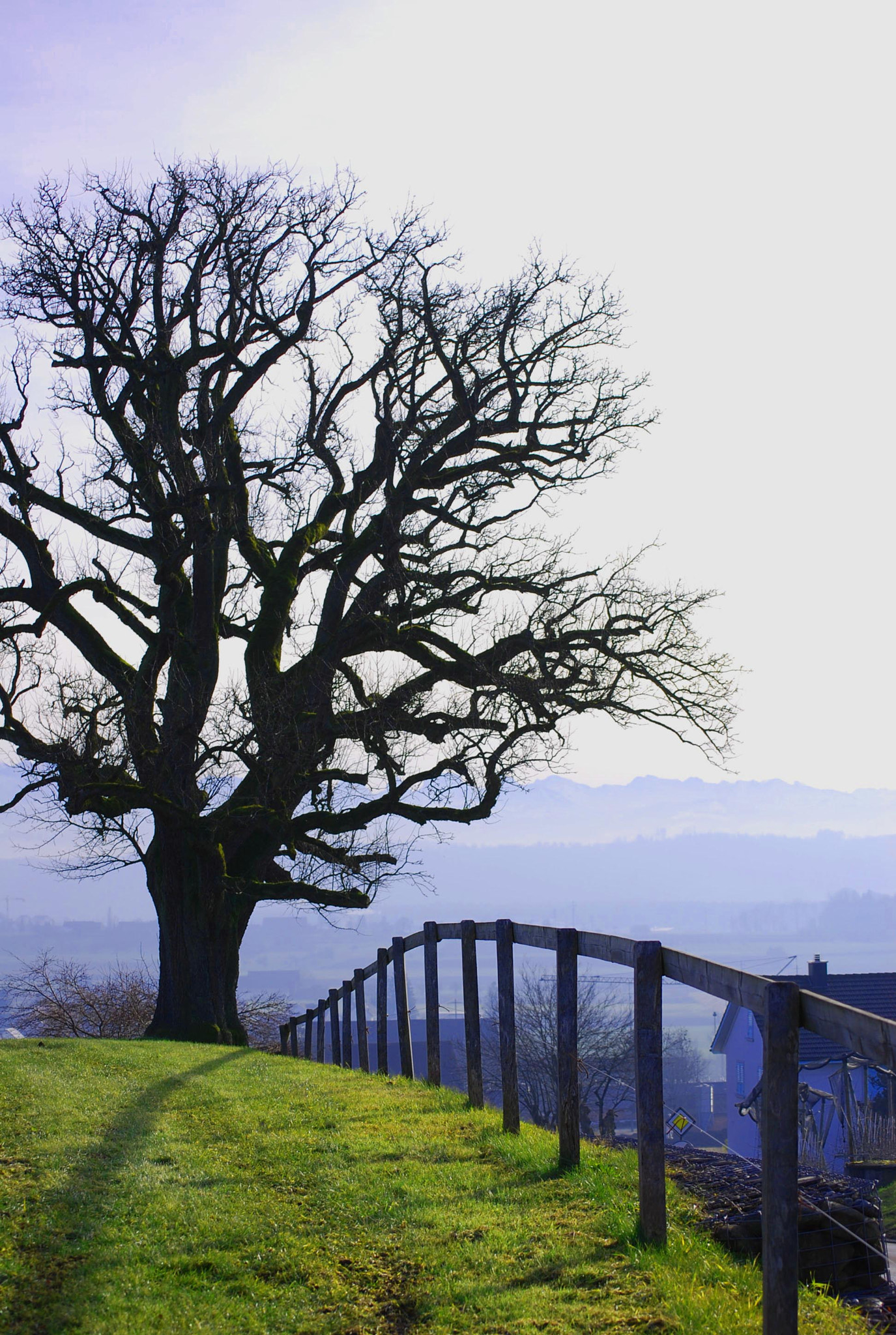 Nikon D40X sample photo. Silent tree photography