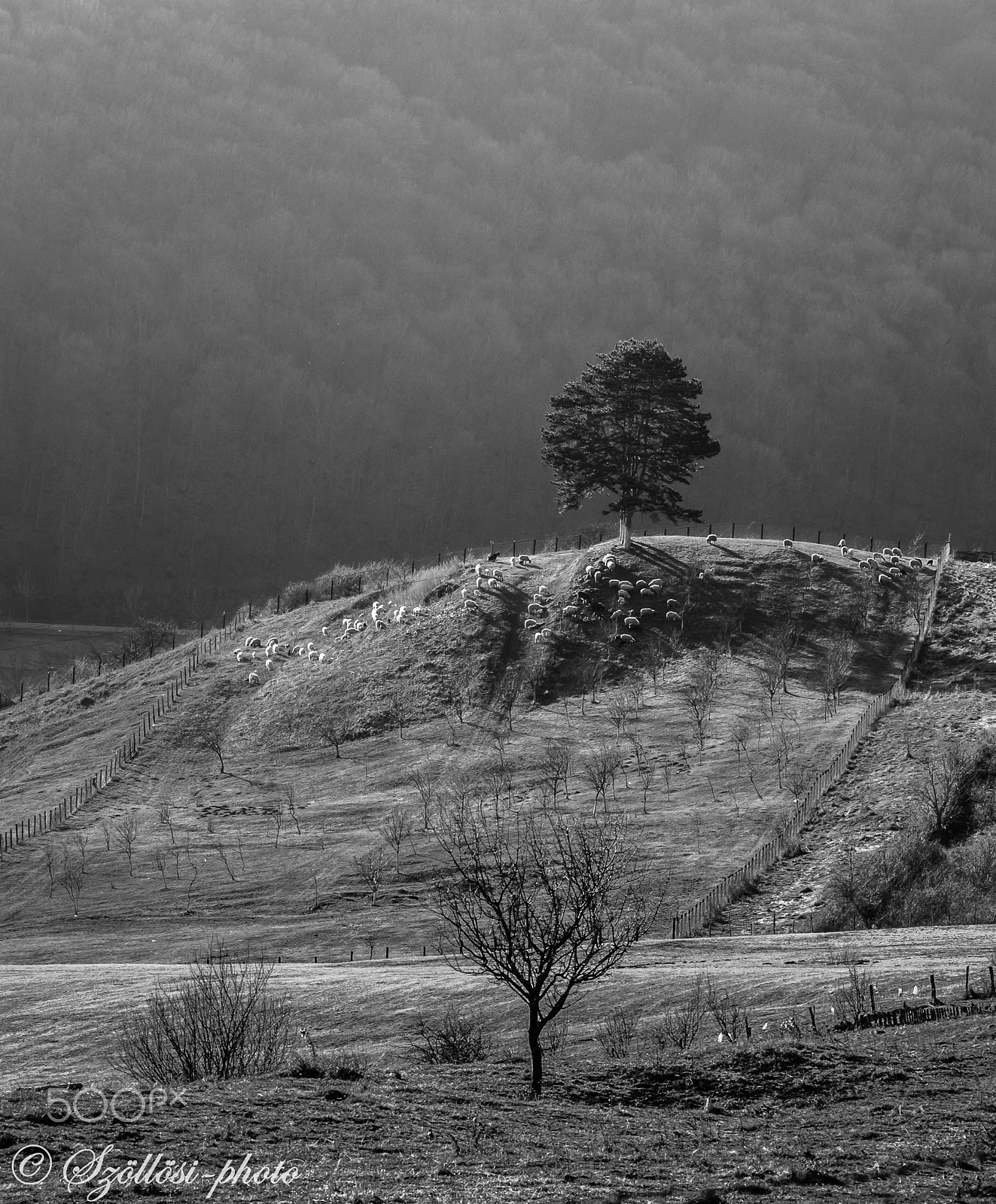Sigma 105mm F2.8 EX DG OS HSM sample photo. Flock photography