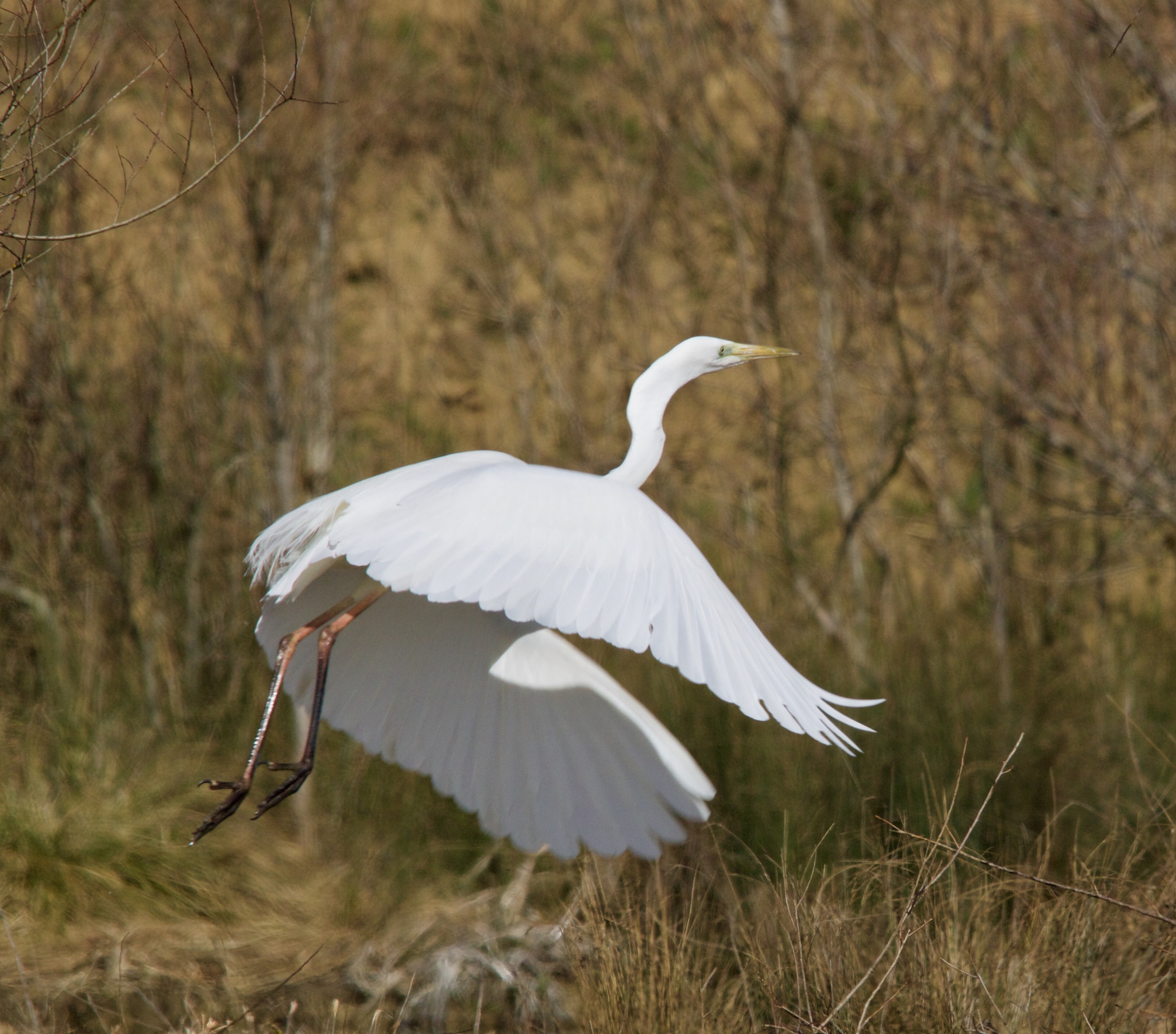 Sigma 150-500mm F5-6.3 DG OS HSM sample photo