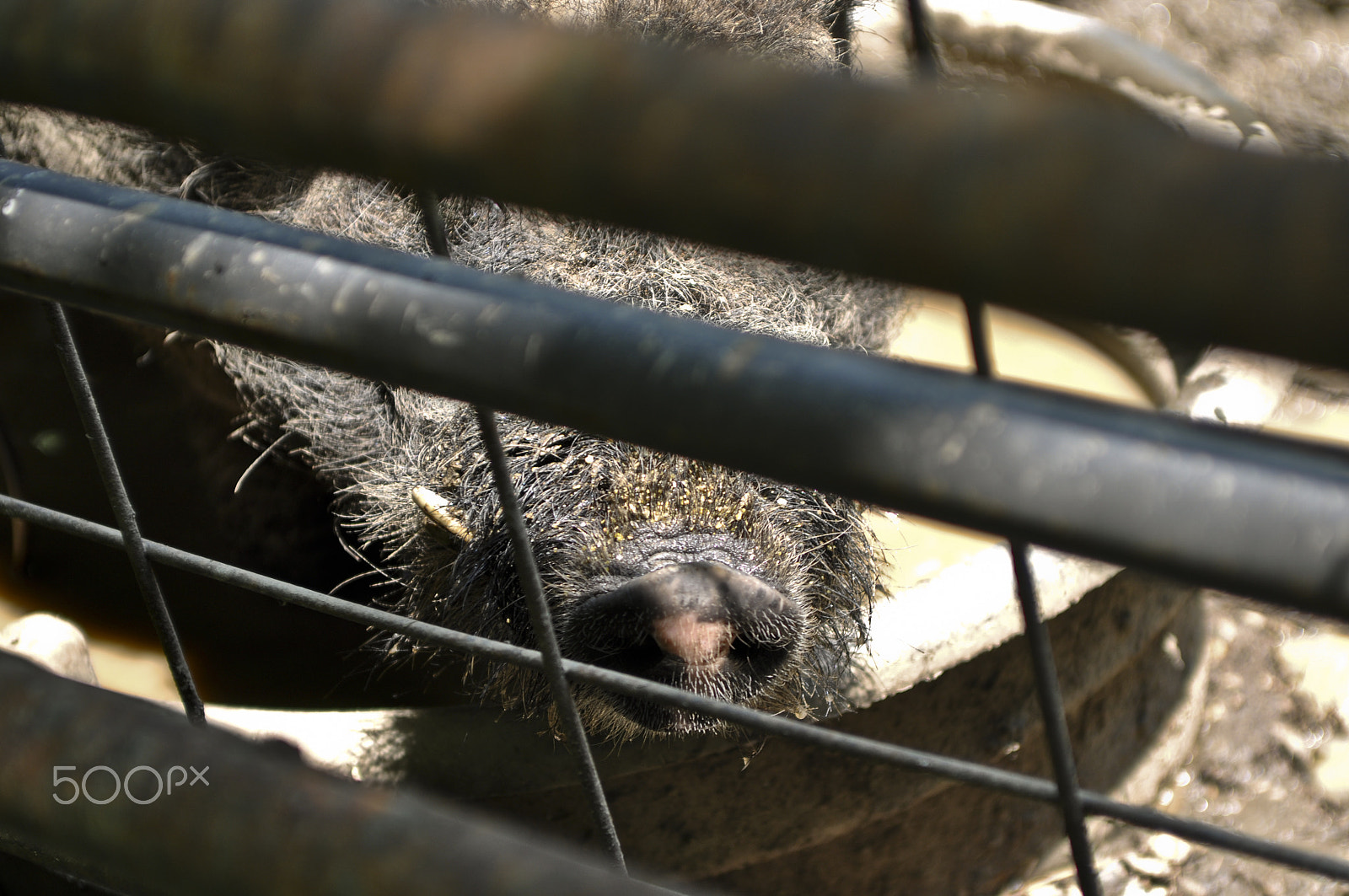 Nikon D90 + AF Zoom-Nikkor 35-70mm f/2.8 sample photo. Pig behind fence photography