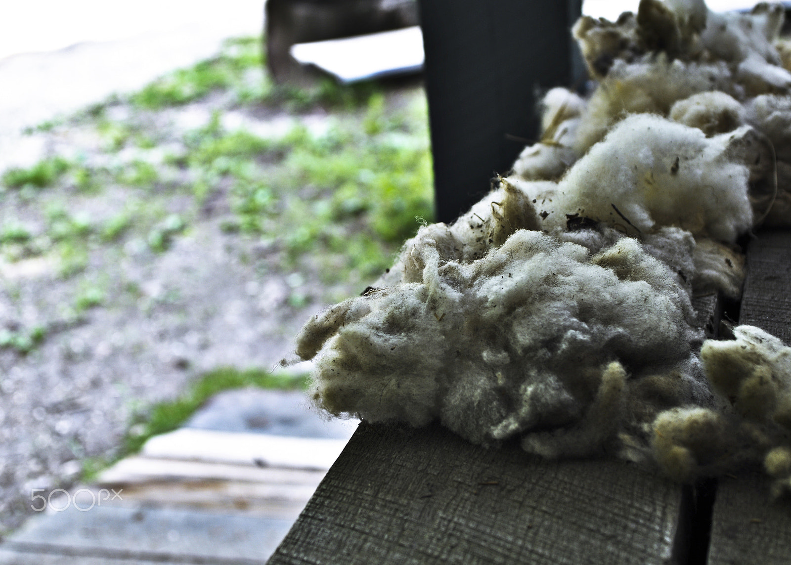 Nikon D90 + AF Zoom-Nikkor 35-70mm f/2.8 sample photo. Sheared wool photography