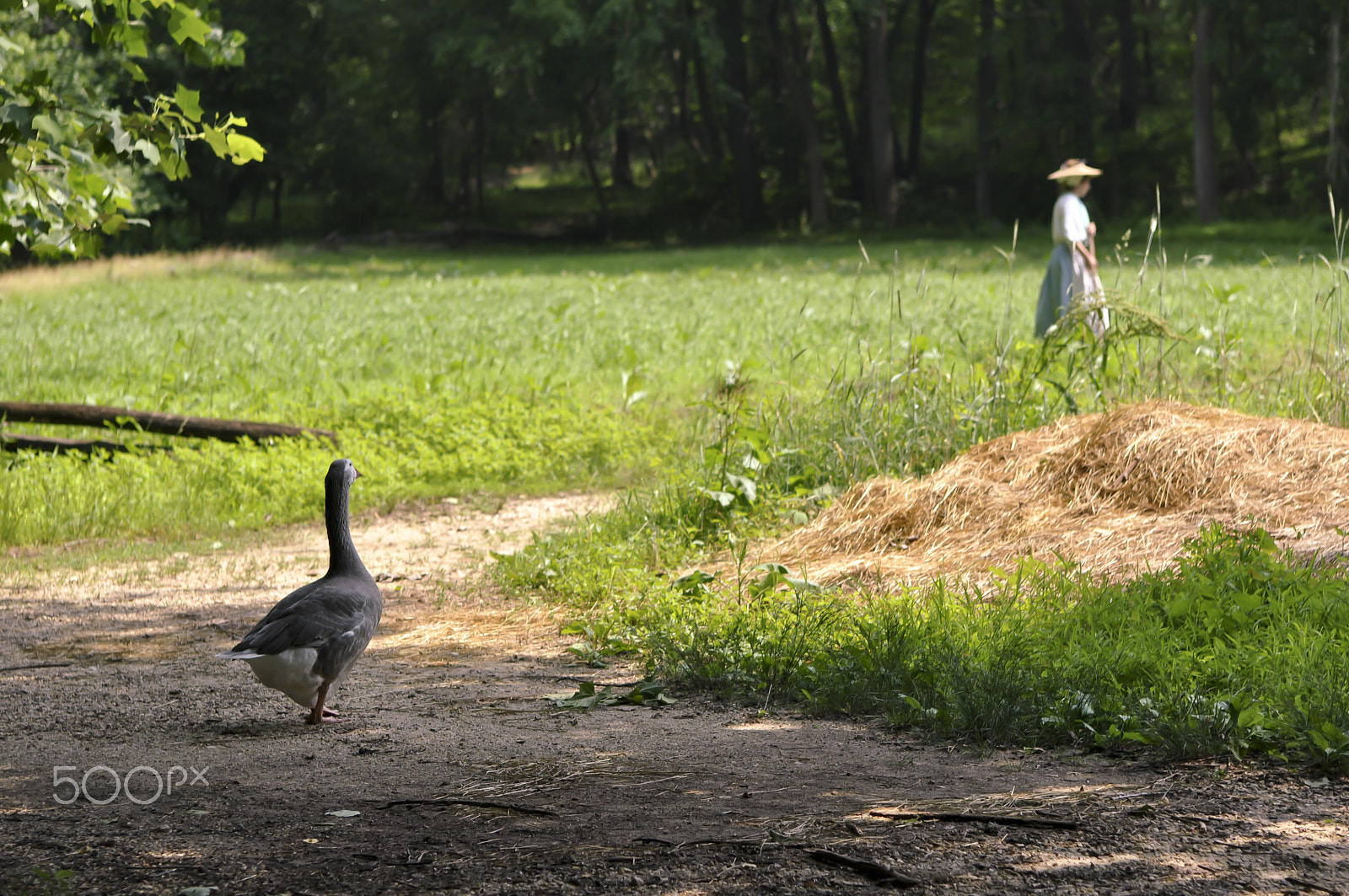 Nikon D90 + AF Zoom-Nikkor 35-70mm f/2.8 sample photo. Goose on a farm photography