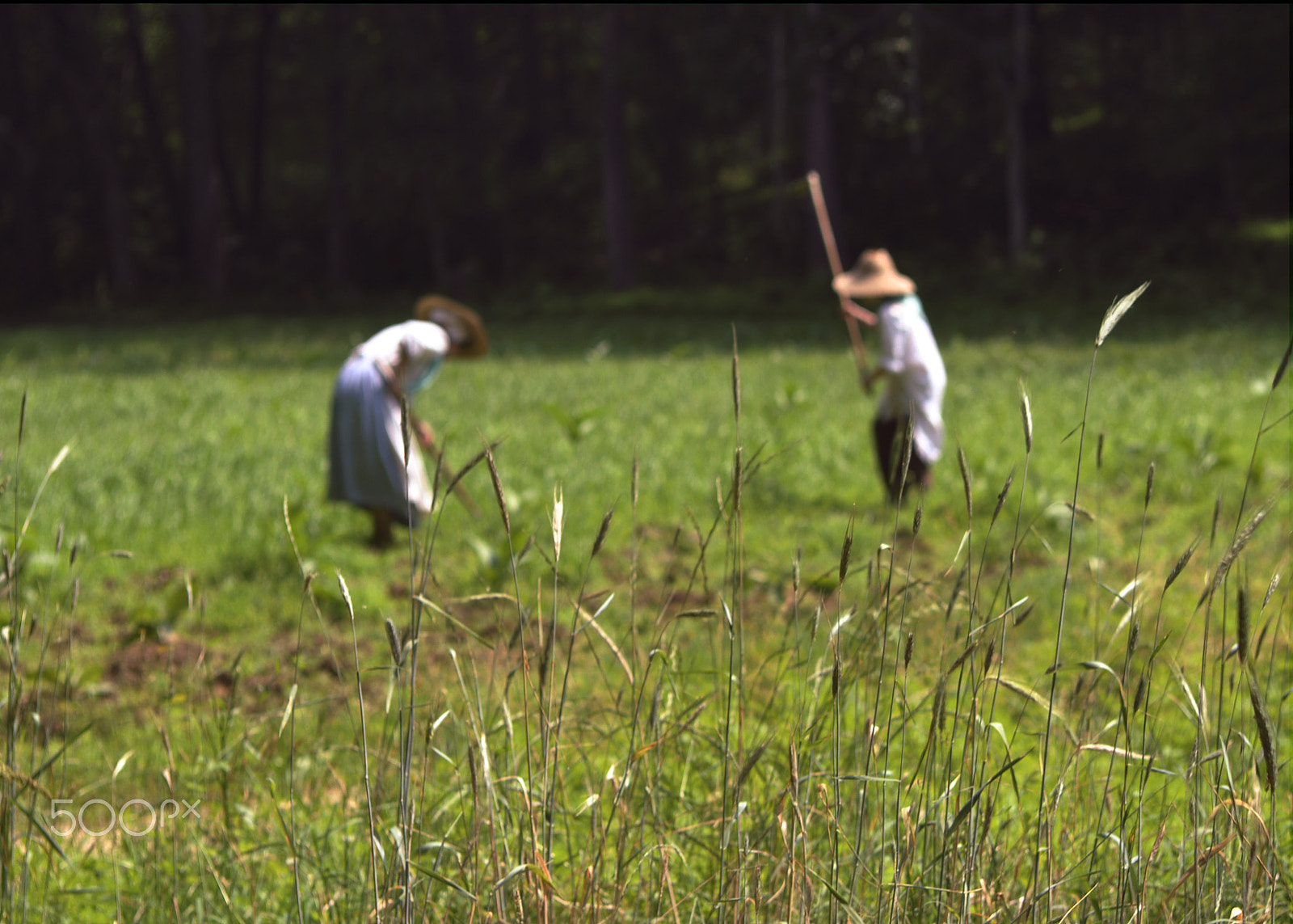 AF Zoom-Nikkor 35-70mm f/2.8 sample photo. Farmers working in field photography