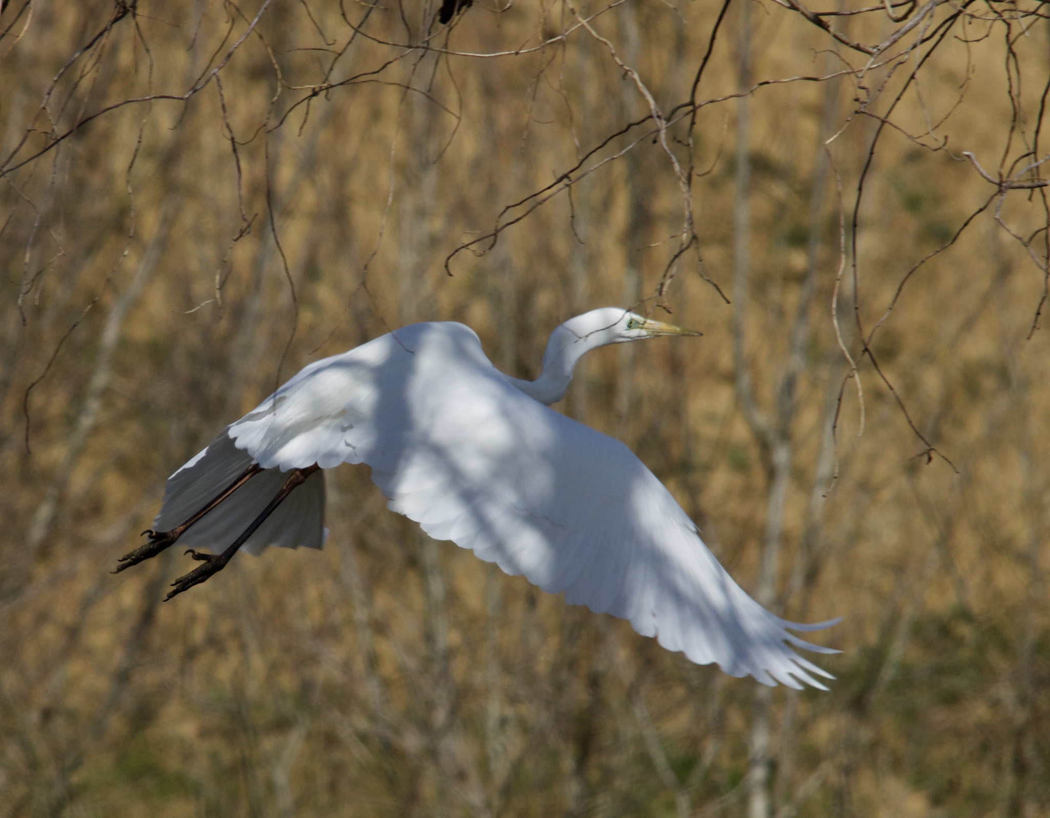 Sigma 150-500mm F5-6.3 DG OS HSM sample photo