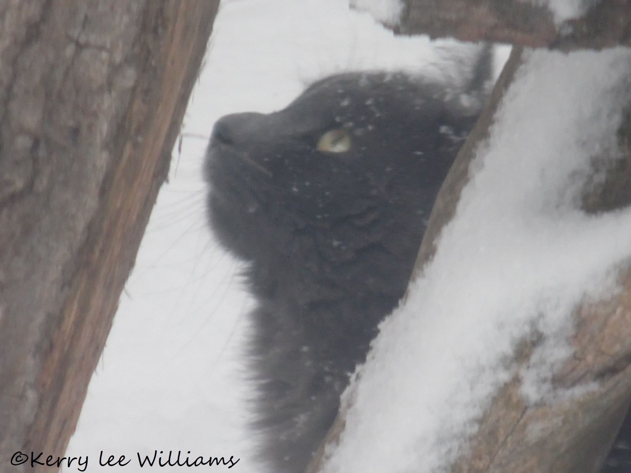 Samsung WB110/  WB111 sample photo. Birdwatching photography