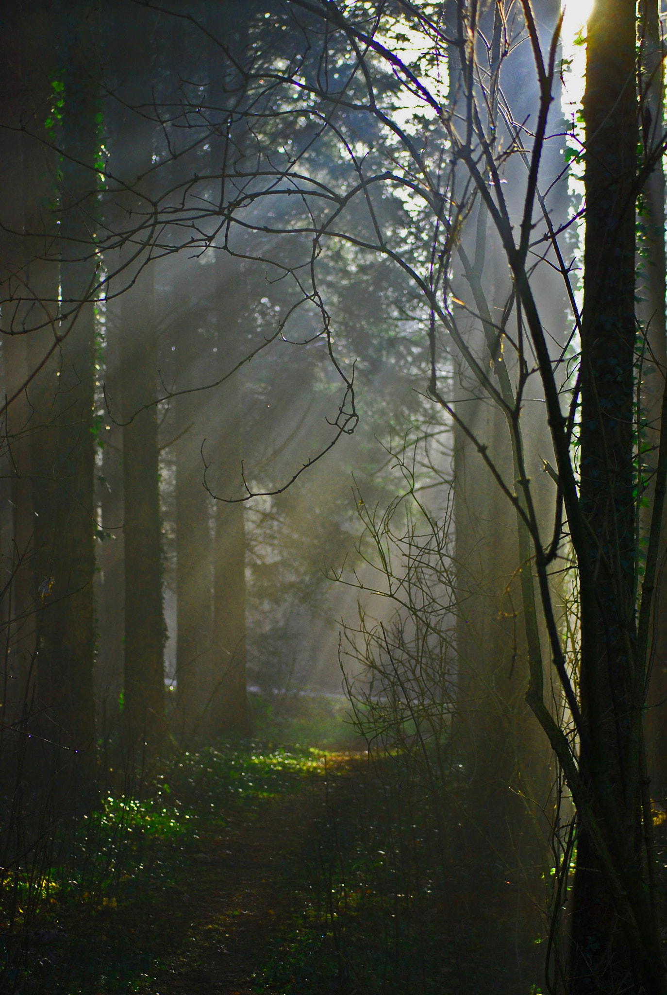 Nikon D40X sample photo. Let there be light photography