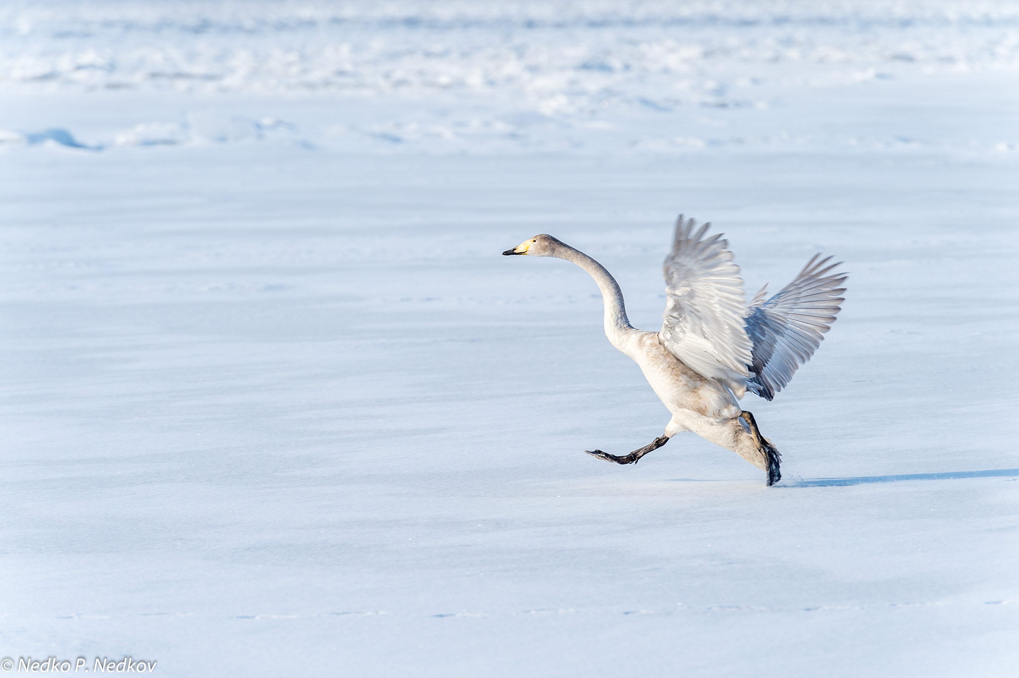 Nikon AF-S Nikkor 70-200mm F2.8G ED VR II sample photo. Landing photography