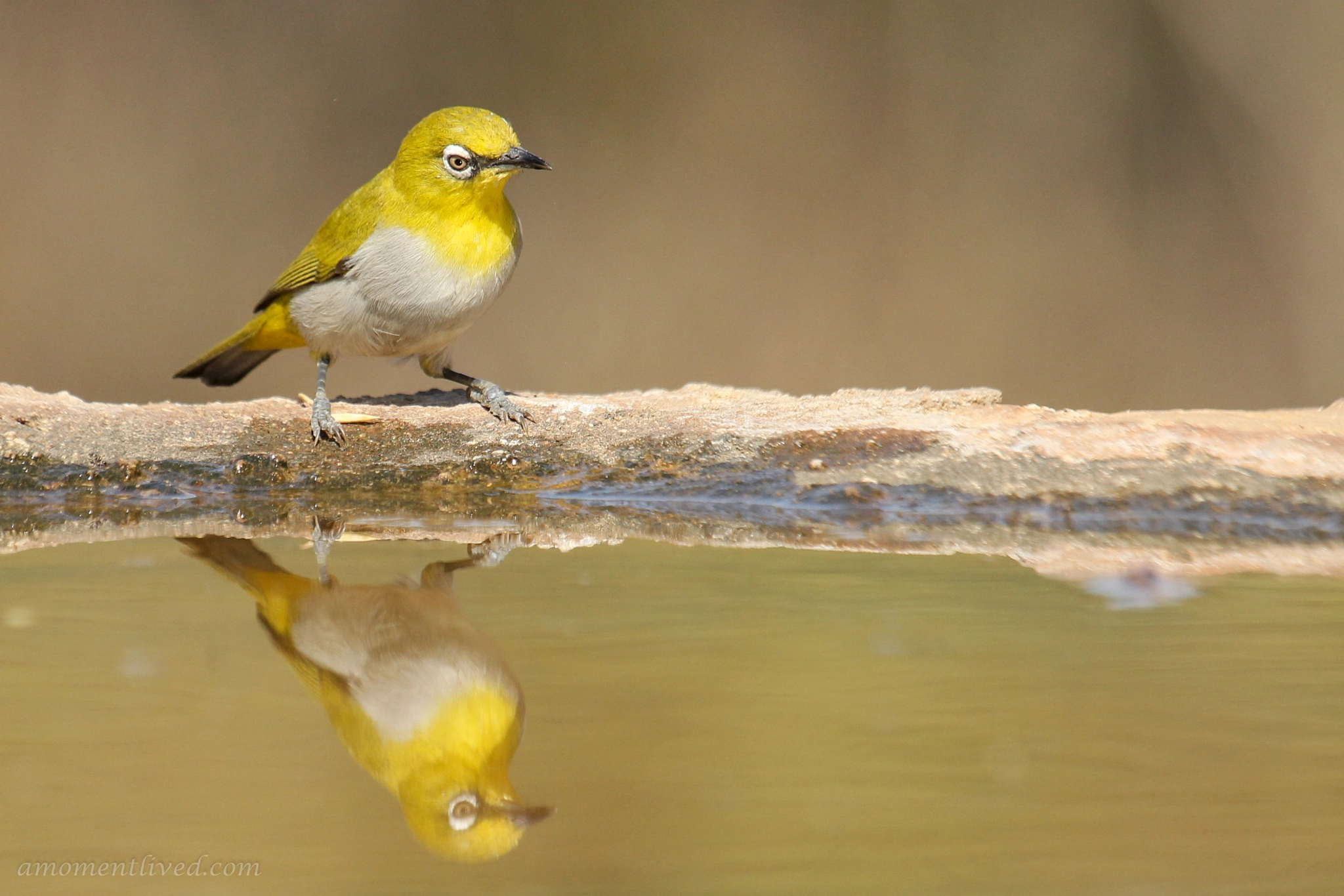 Canon EF 100-400mm F4.5-5.6L IS USM sample photo. Reflection : oriental white eye photography
