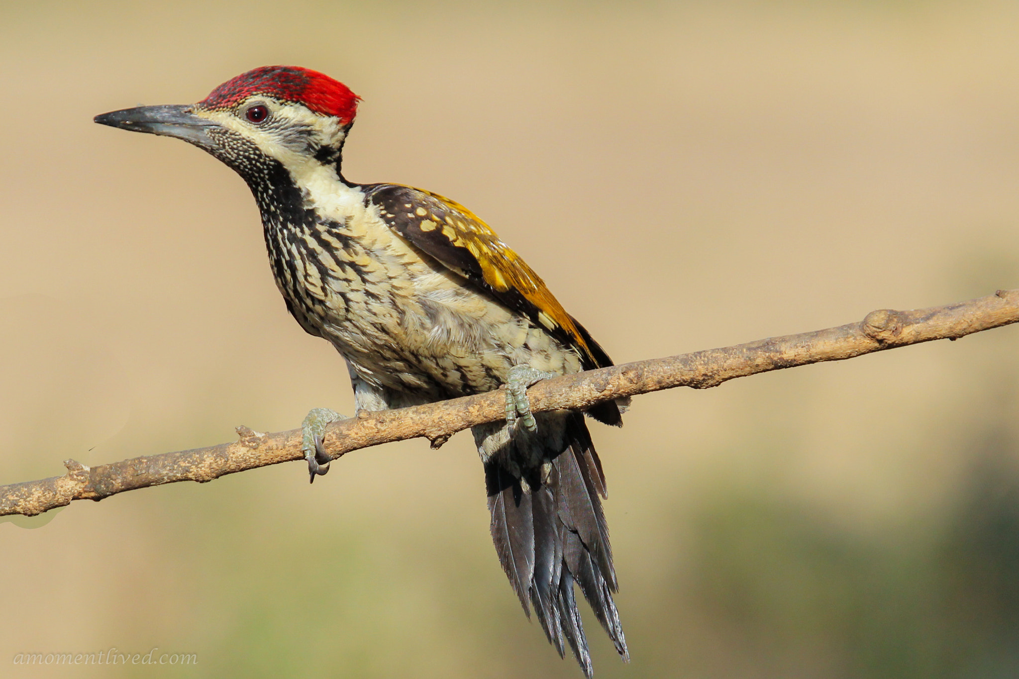 Canon EF 100-400mm F4.5-5.6L IS USM sample photo. Lesser goldenback or black rumped flamebackwoodpecker photography