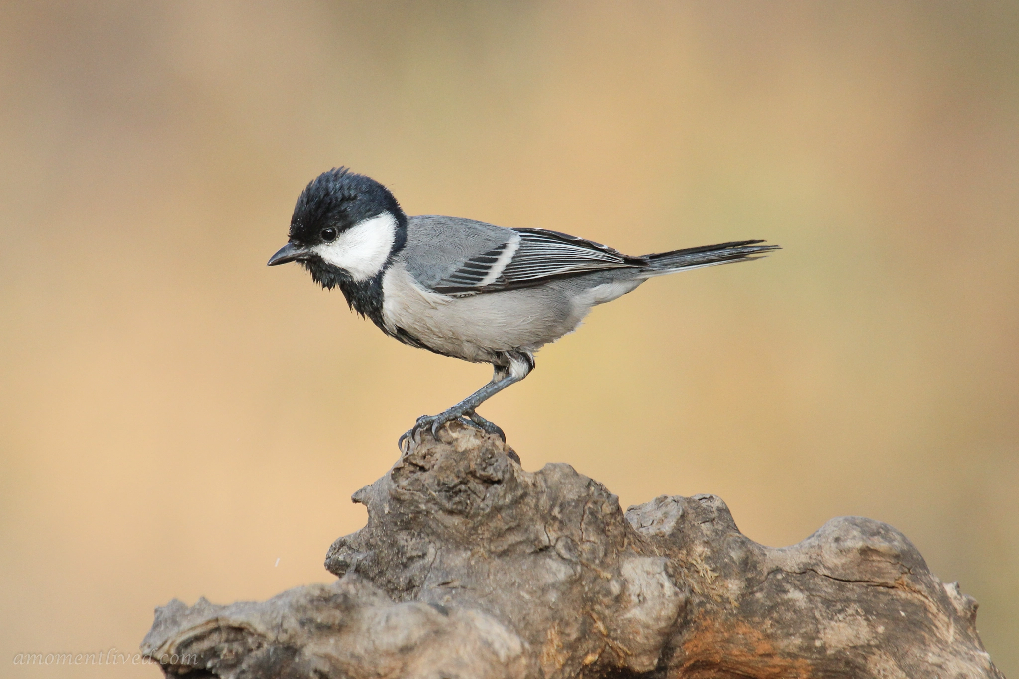 Canon EF 100-400mm F4.5-5.6L IS USM sample photo. Cinereous tit photography