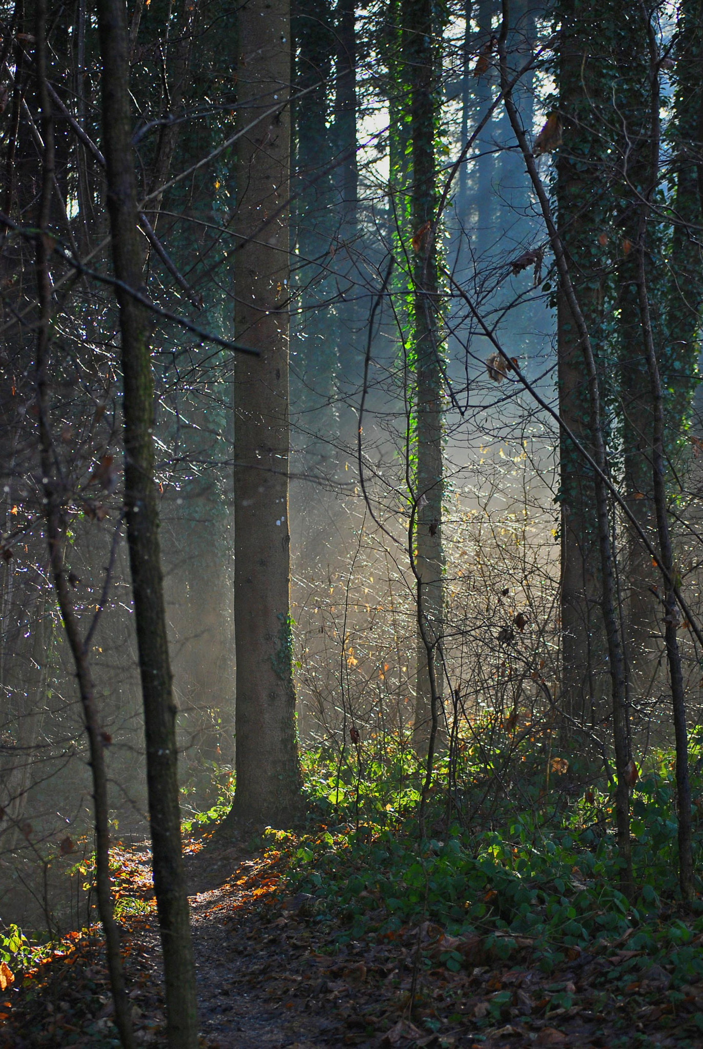 Nikon D40X sample photo. Silent path photography