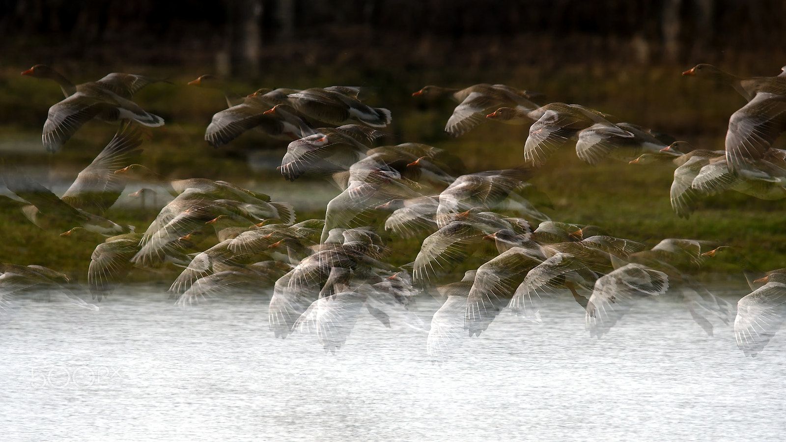 Sigma 150-600mm F5-6.3 DG OS HSM | S sample photo. My way photography