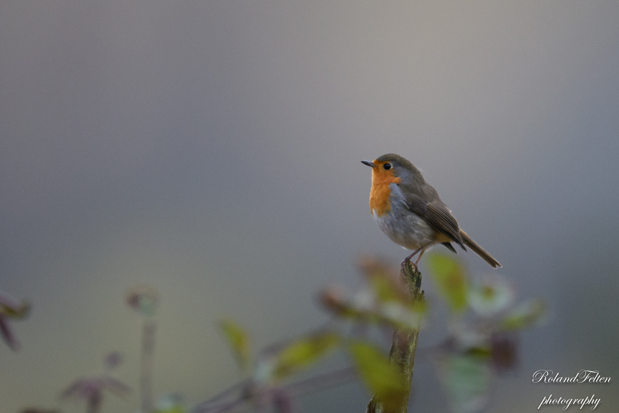 Nikon D500 sample photo. European robin photography