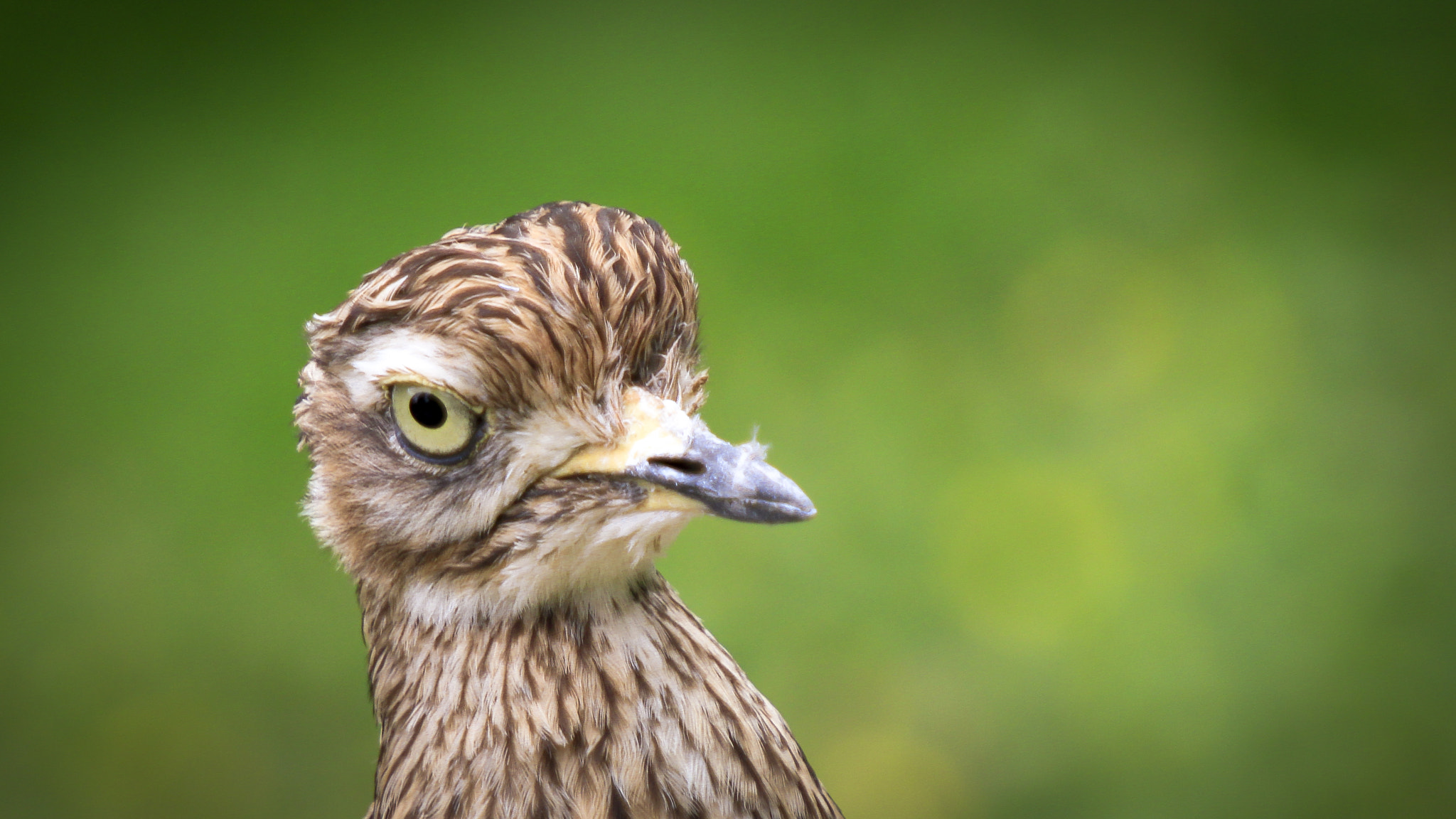 Canon EF 70-200mm F2.8L USM sample photo. Snipe reloaded photography