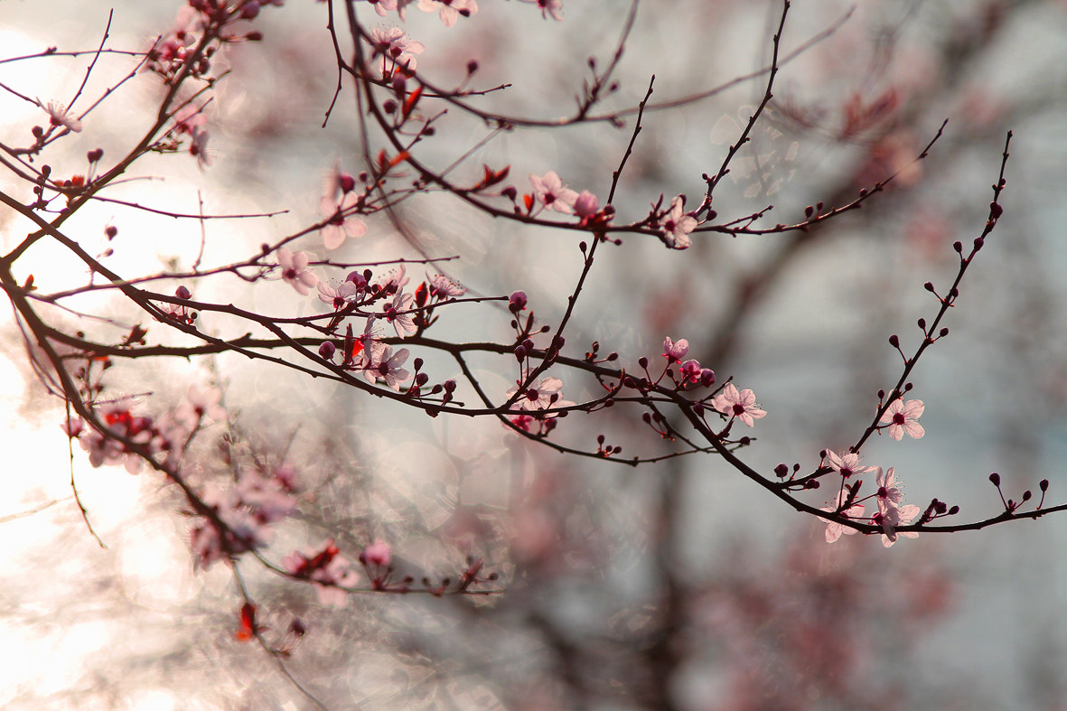 Canon EOS 7D + Tamron SP AF 70-200mm F2.8 Di LD (IF) MACRO sample photo. Spring time photography