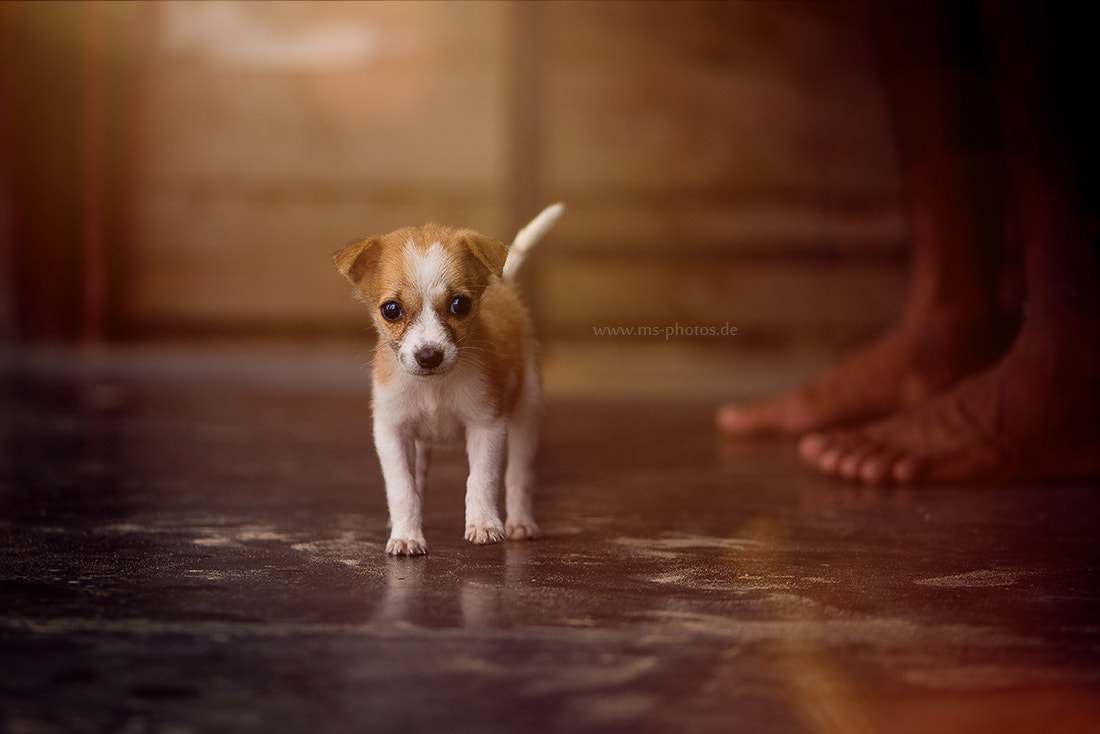 Nikon D600 + Nikon AF-S Micro-Nikkor 105mm F2.8G IF-ED VR sample photo. Puppy found on the street photography